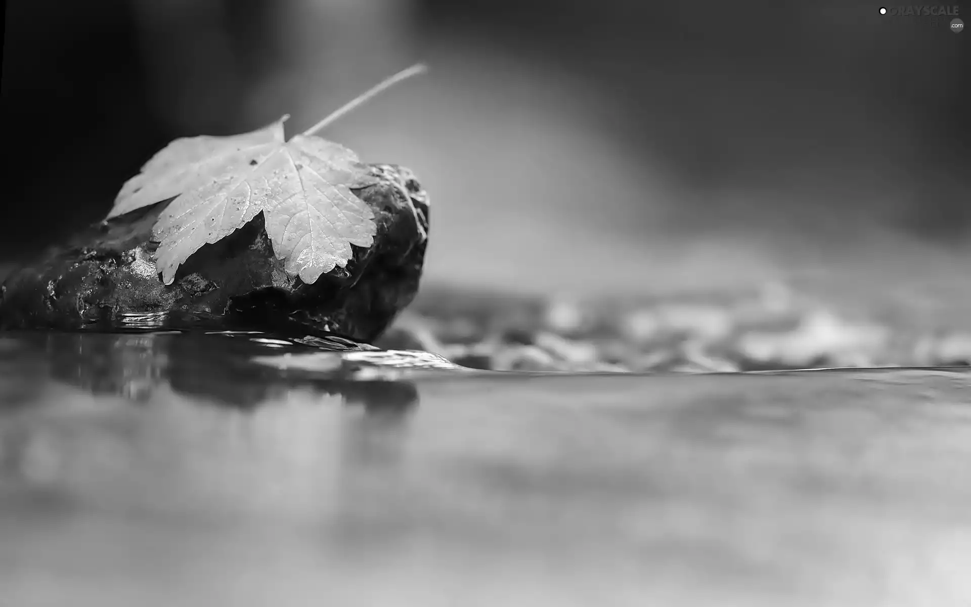 wet, Yellow, leaf, Stone