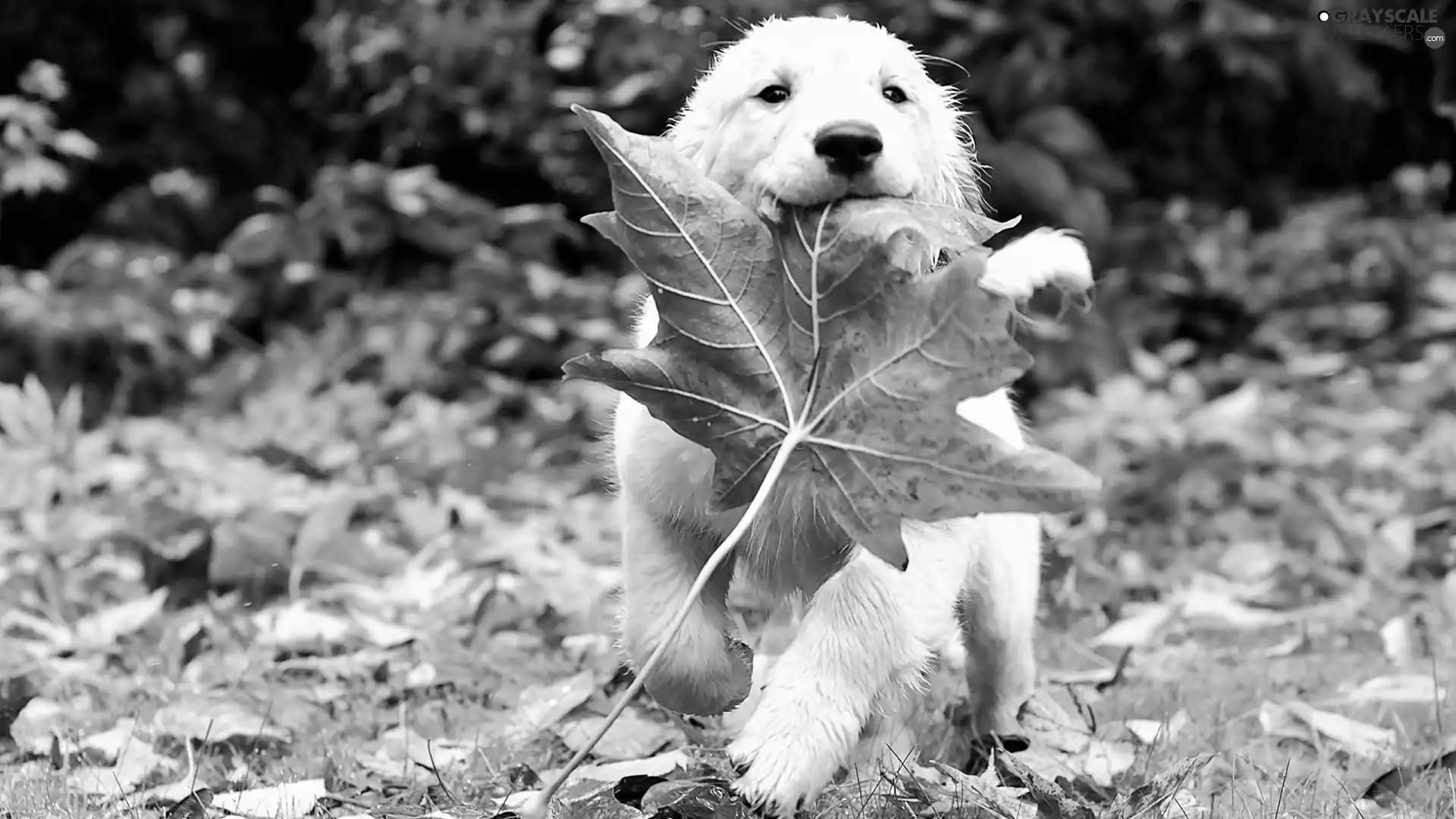 White, fallen, Leaf, dog