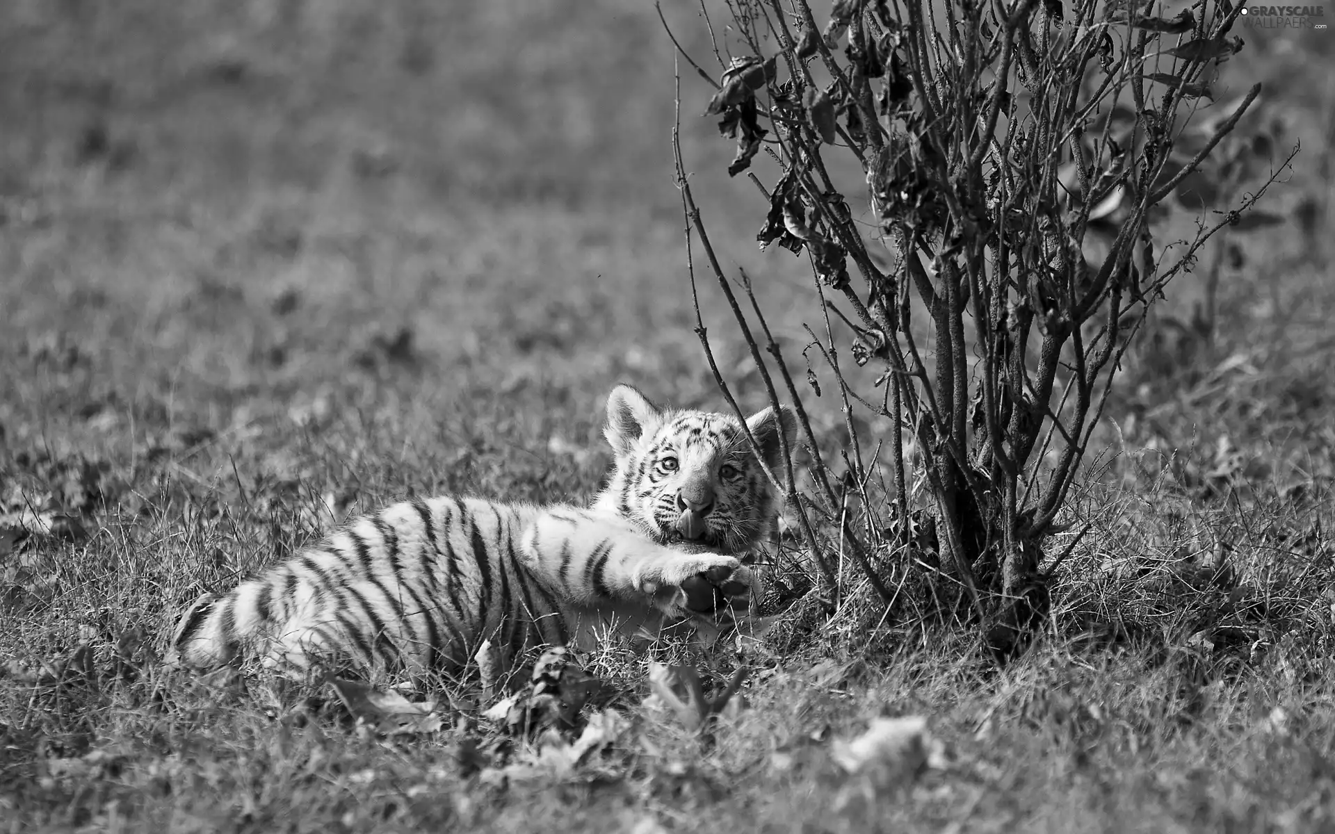 White, grass, Leaf, tiger