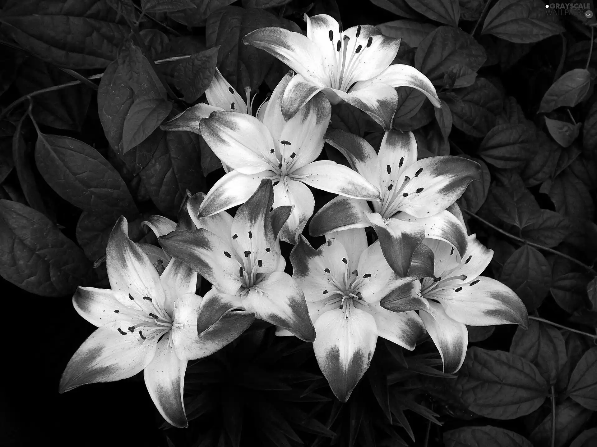 white, lilies, Leaf, Red