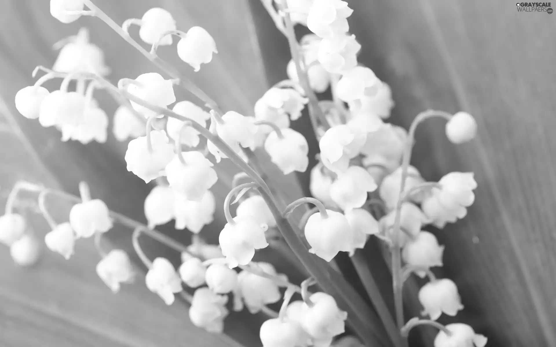 White, green ones, Leaf, lilies