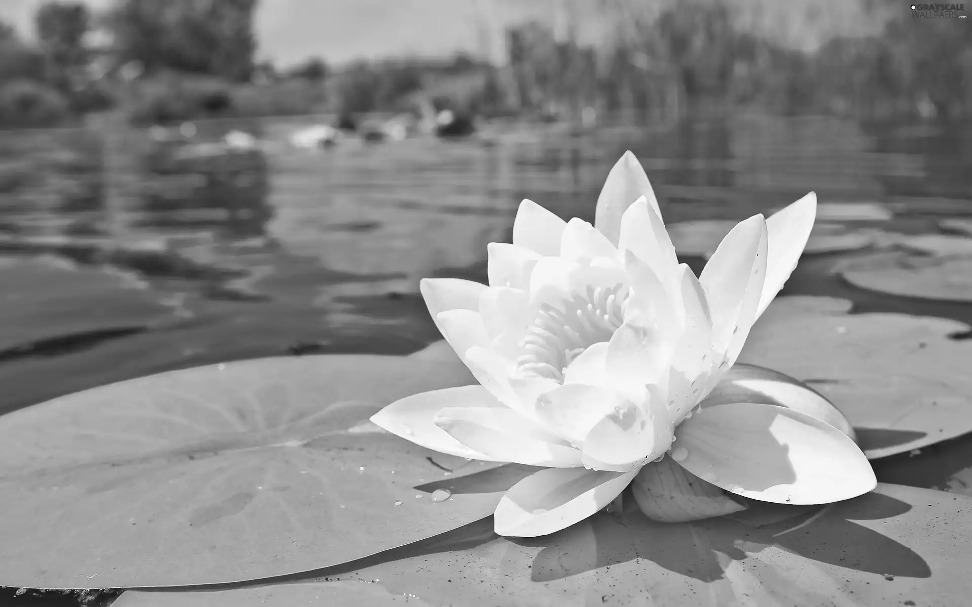 White, water, Leaf, Lily