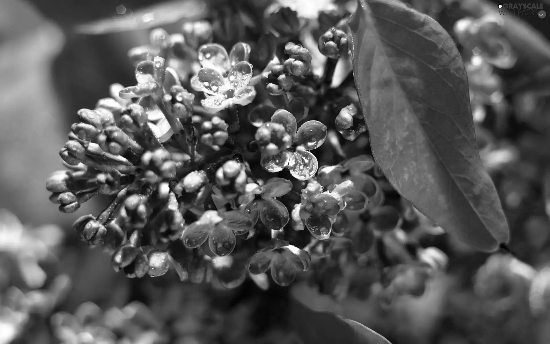 leaf, Flowers, without