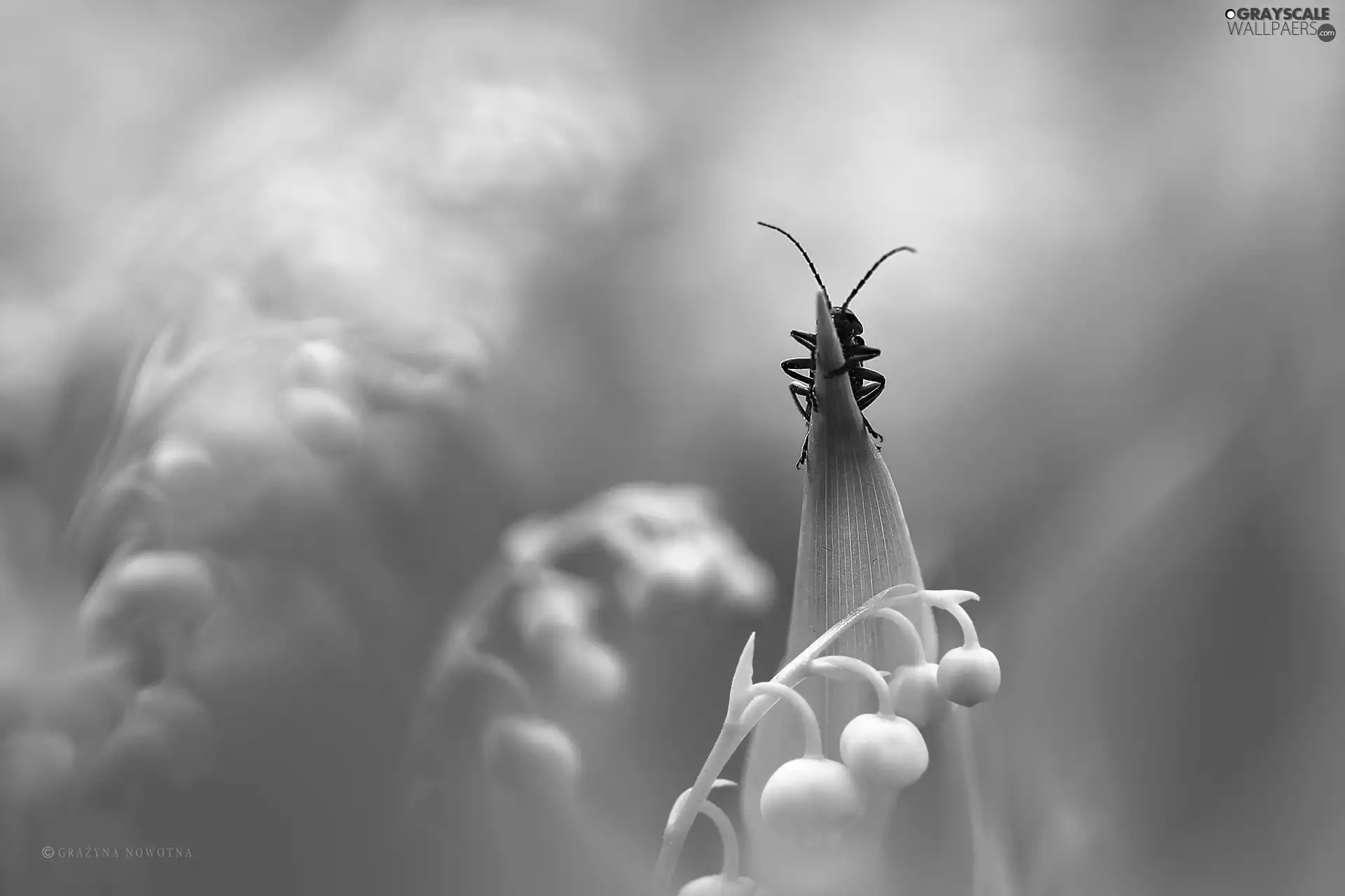 leaf, lilies, worm