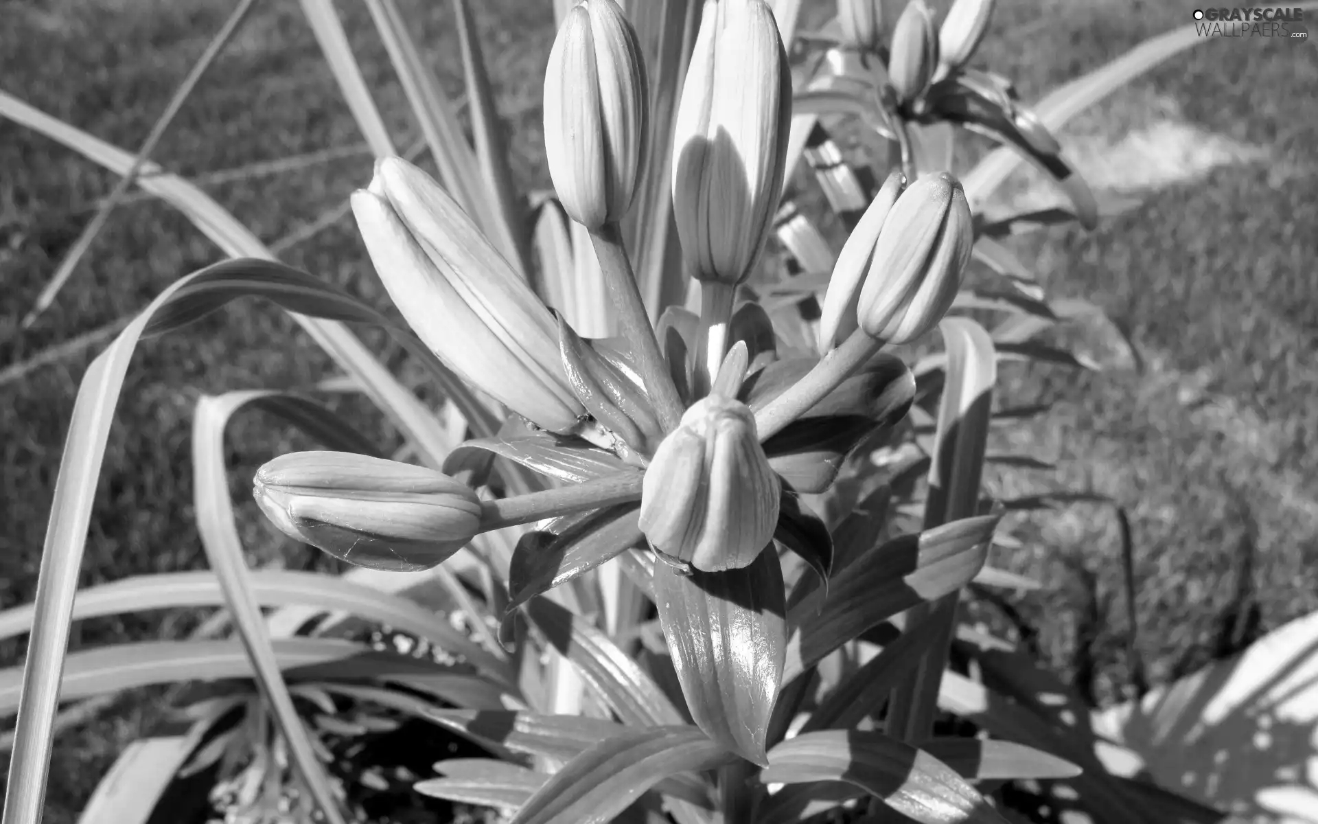 Buds, Leaf, lilies, Yellow