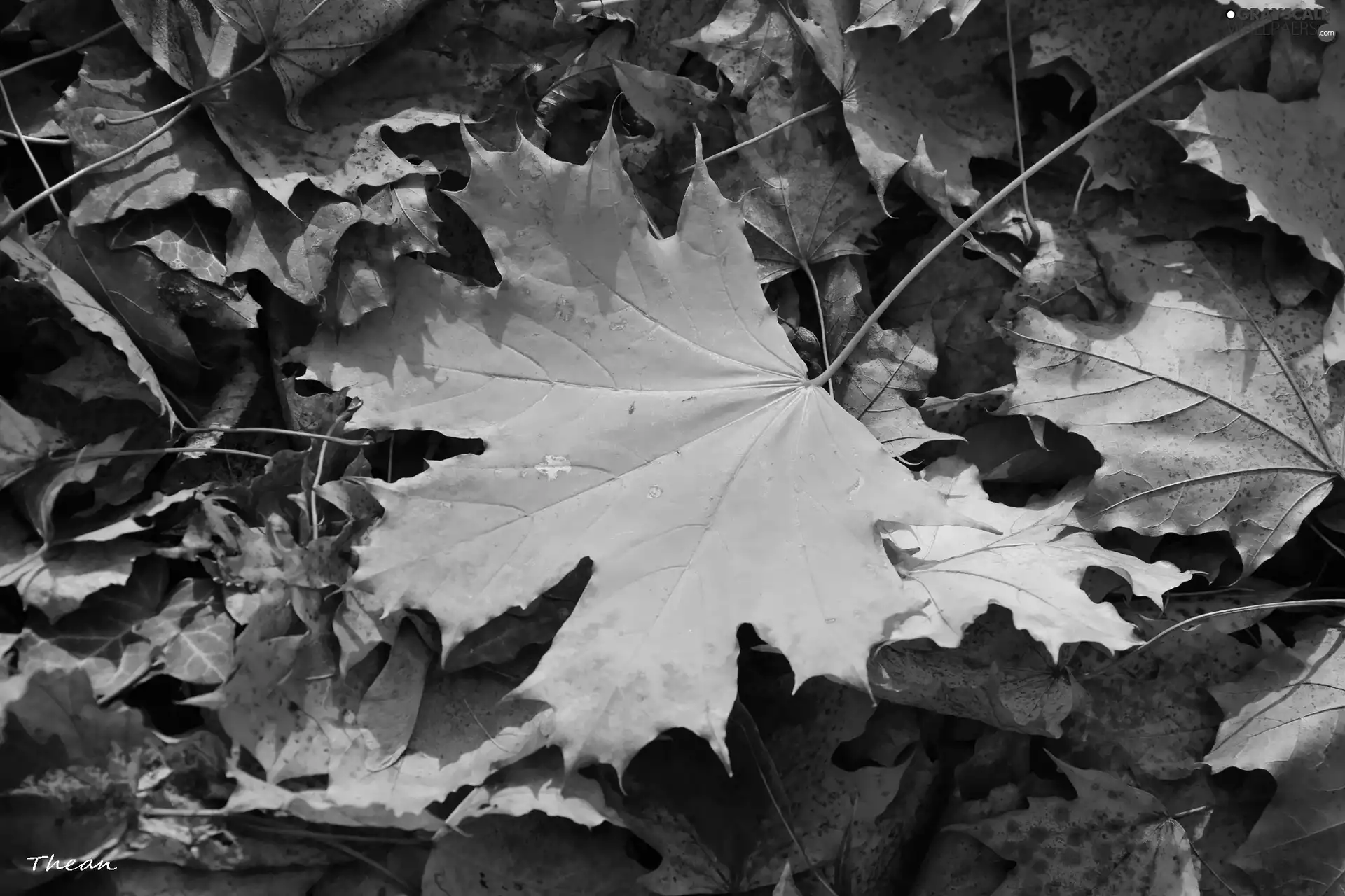 Yellow, dry, Leaf, leaf