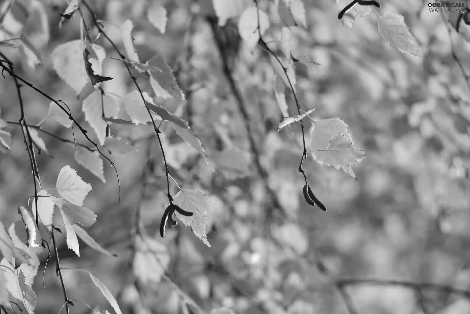 Yellow, Leaf