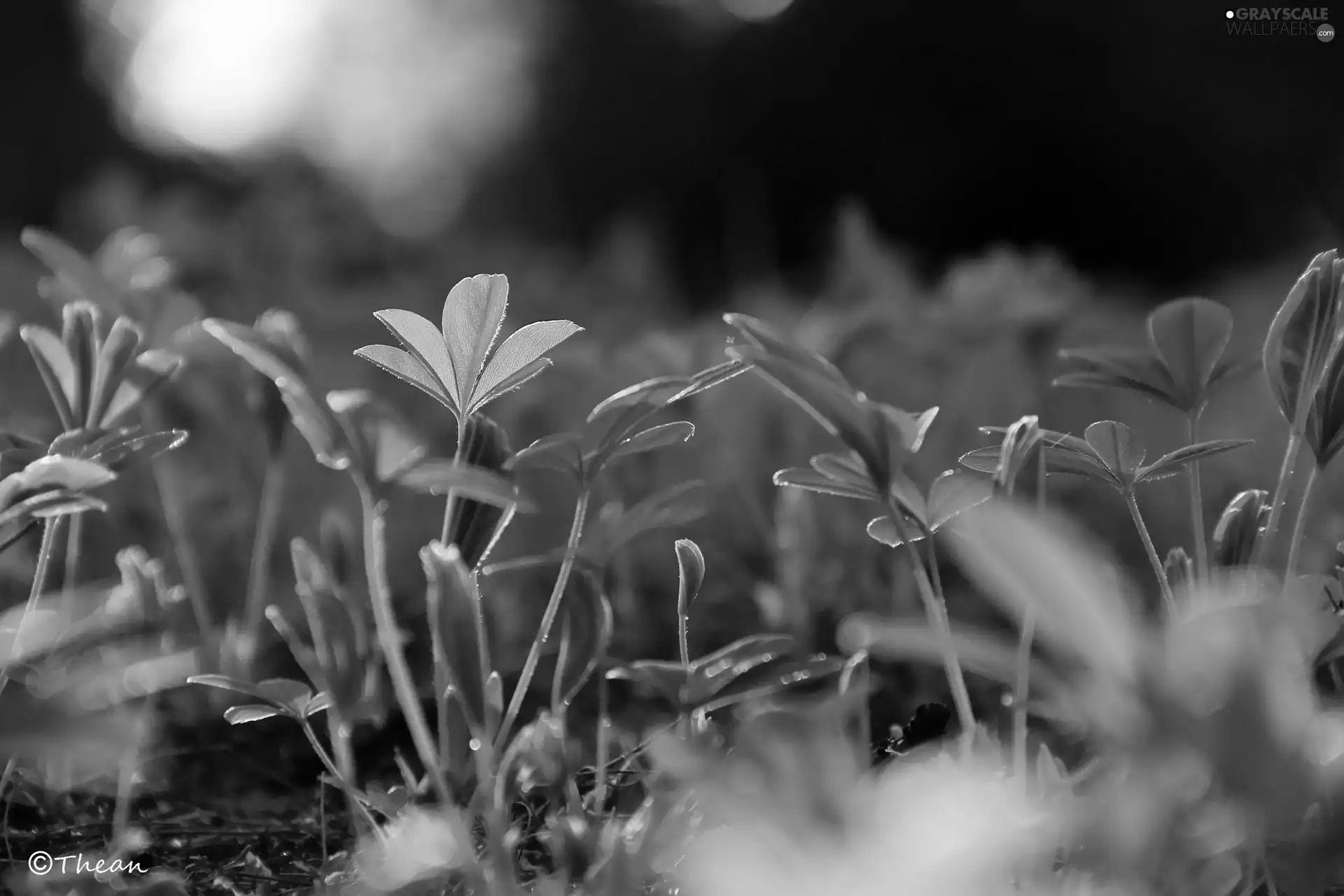 young, green ones, Leaf, Plants