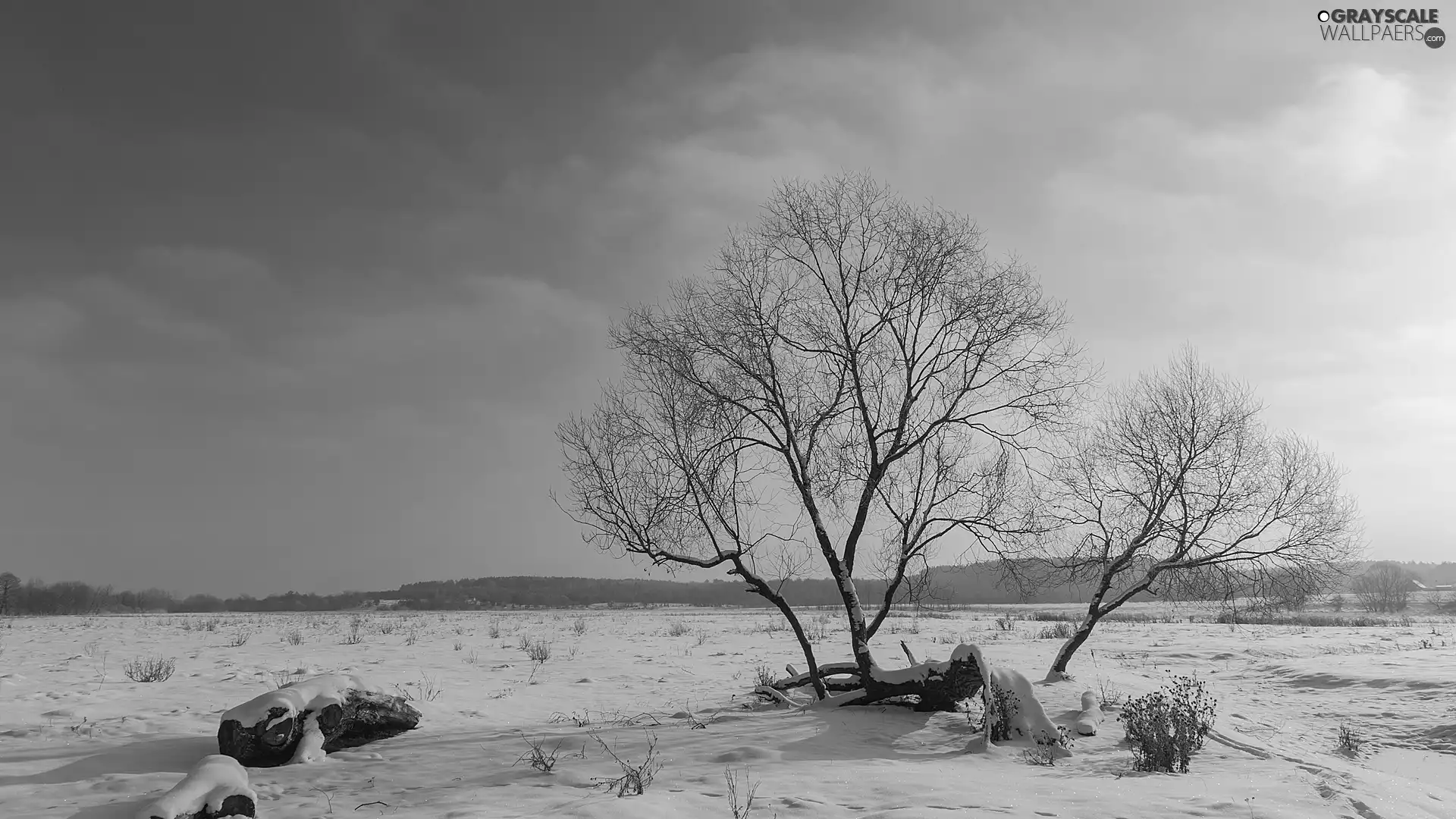 trees, Field, Plants, leafless, winter, viewes, Sky