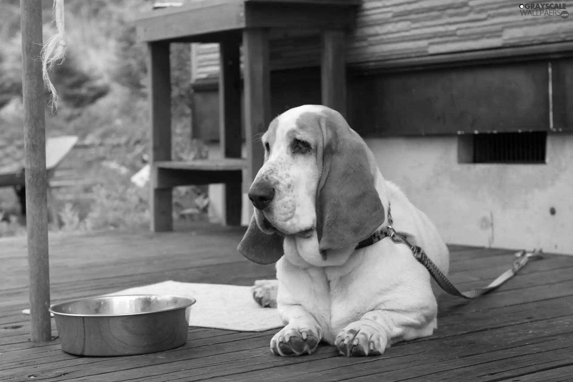 dog, bowl, Leash, terrace