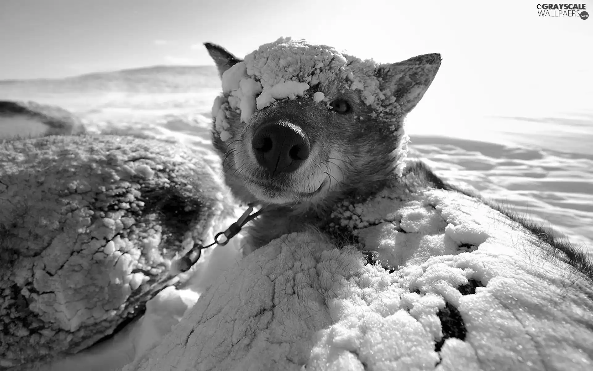 Leash, snowy, dog