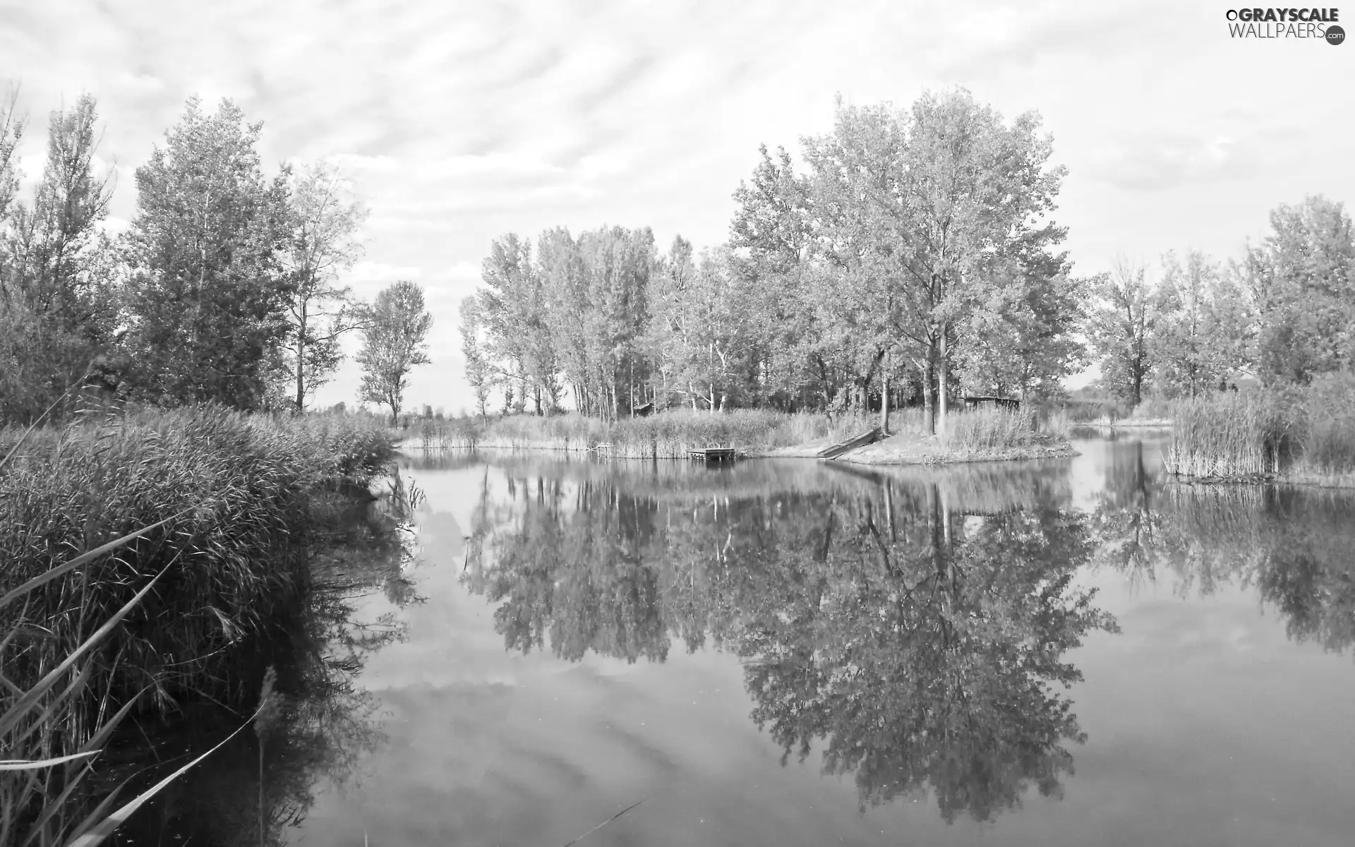 leaved, Sky, lake, forest, little doggies