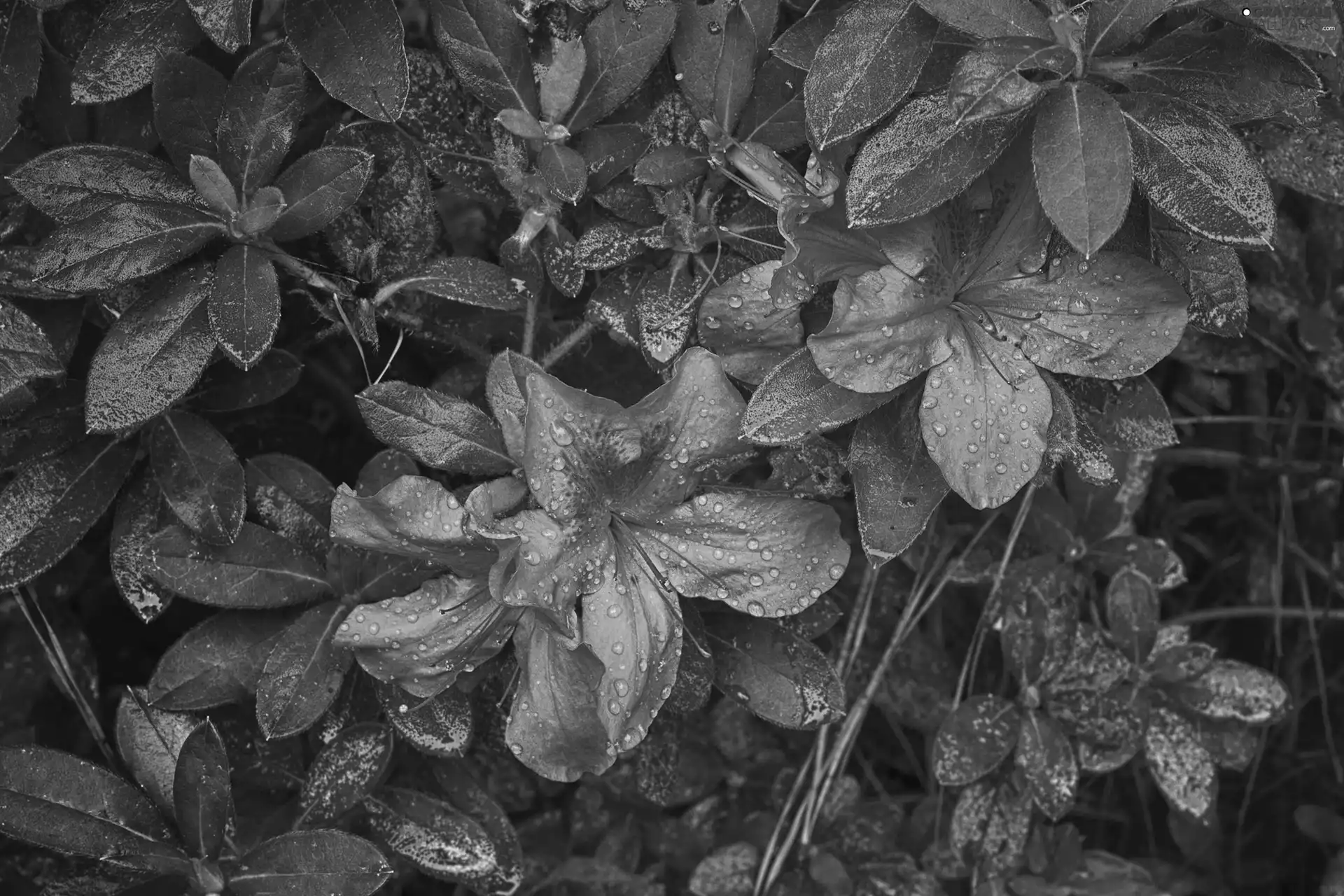 leaves, azalea, rhododendron