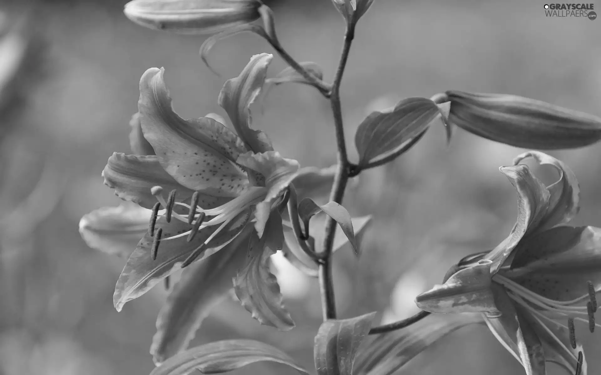 Leaves, blur, Buds, Colourfull Flowers, Lily