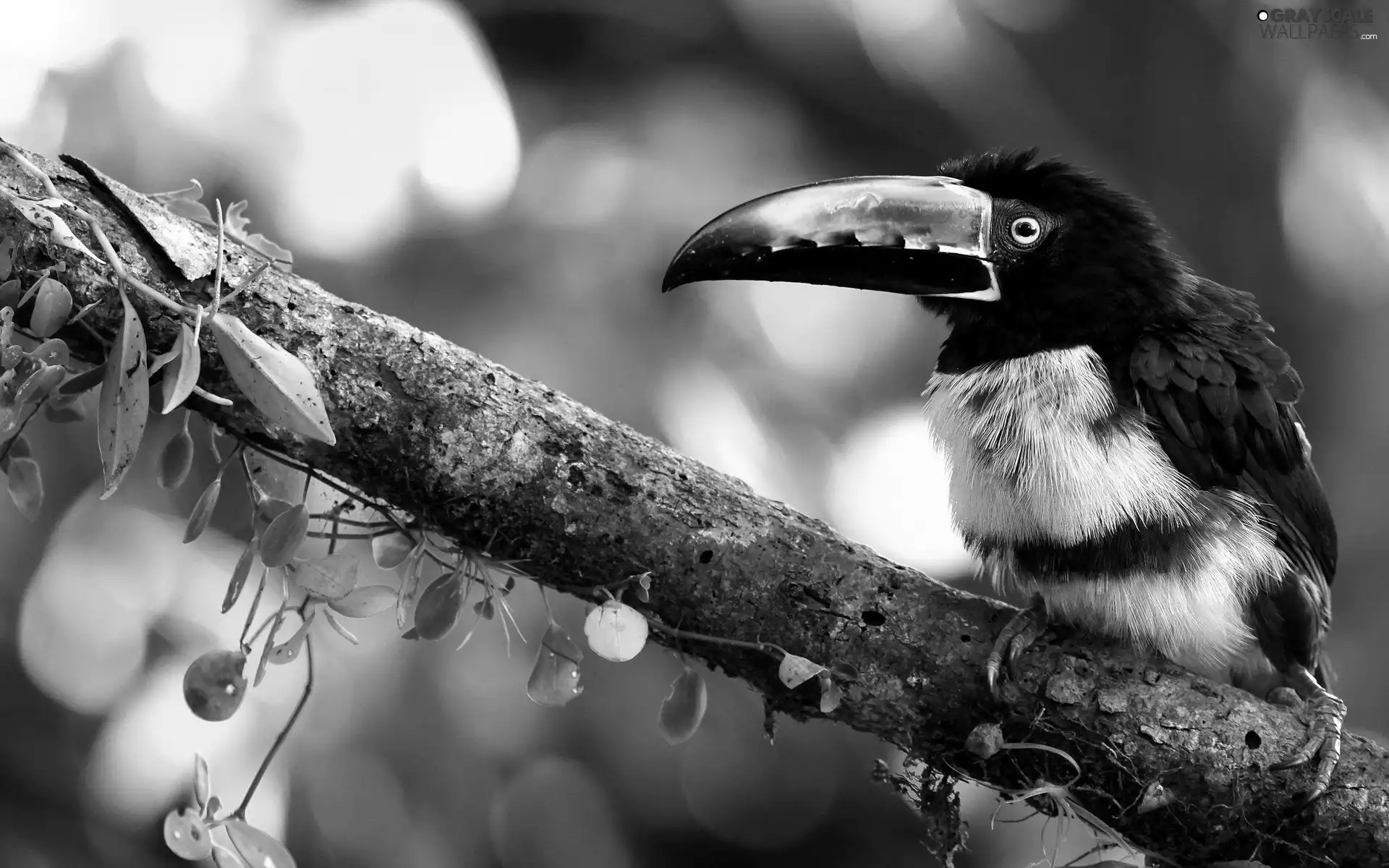 leaves, Toucan, branch