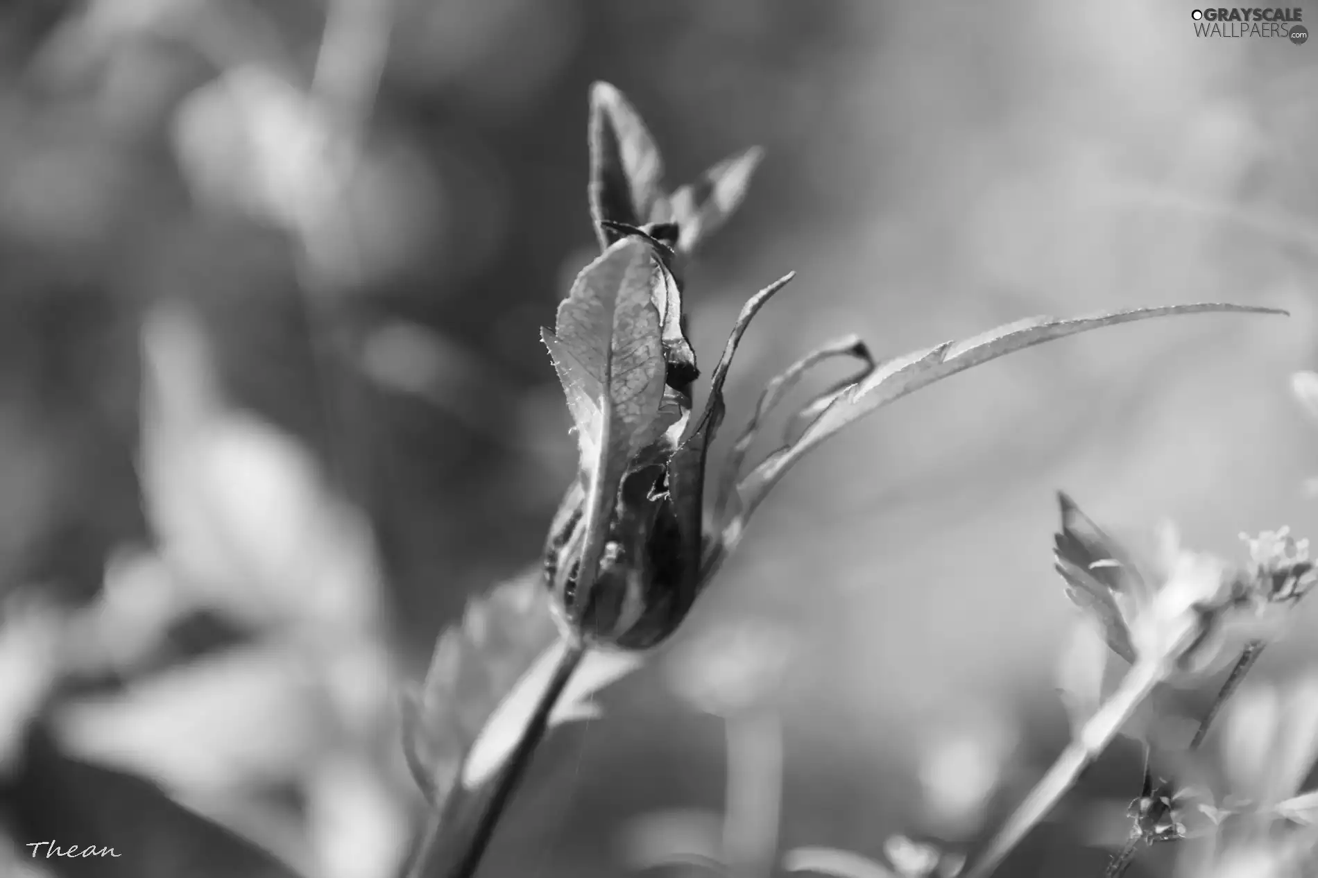 leaves, plant, bud