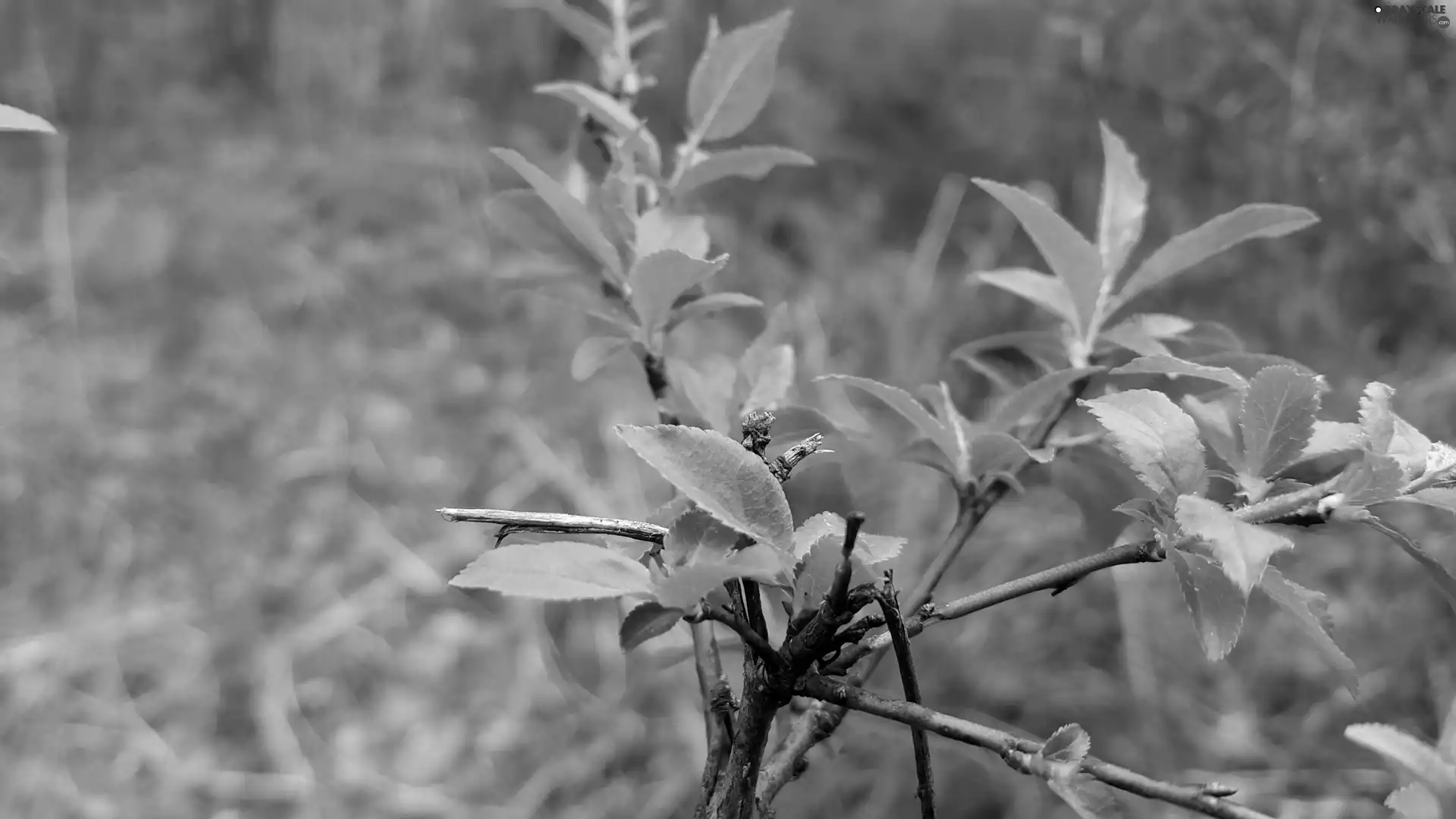 Bush, green ones, leaves, Twigs