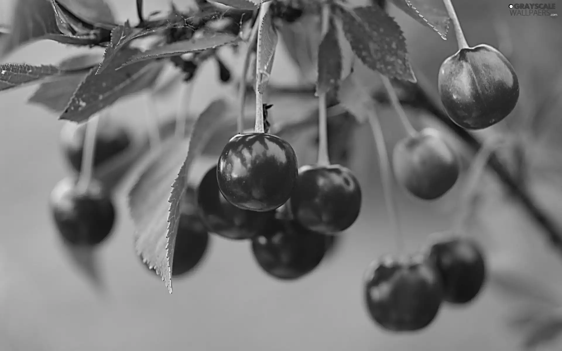 leaves, Red, cherries