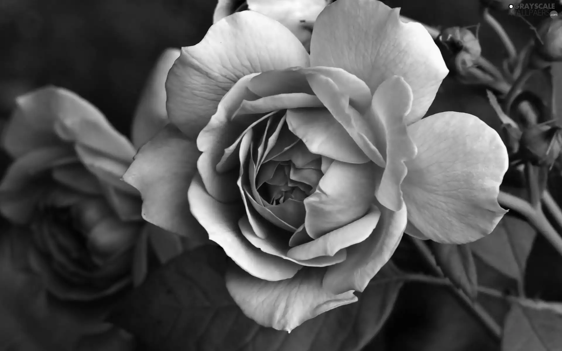 Close, rose, leaves, Flowers