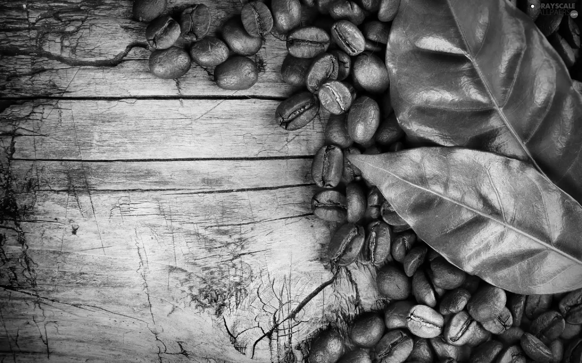 leaves, grains, coffee