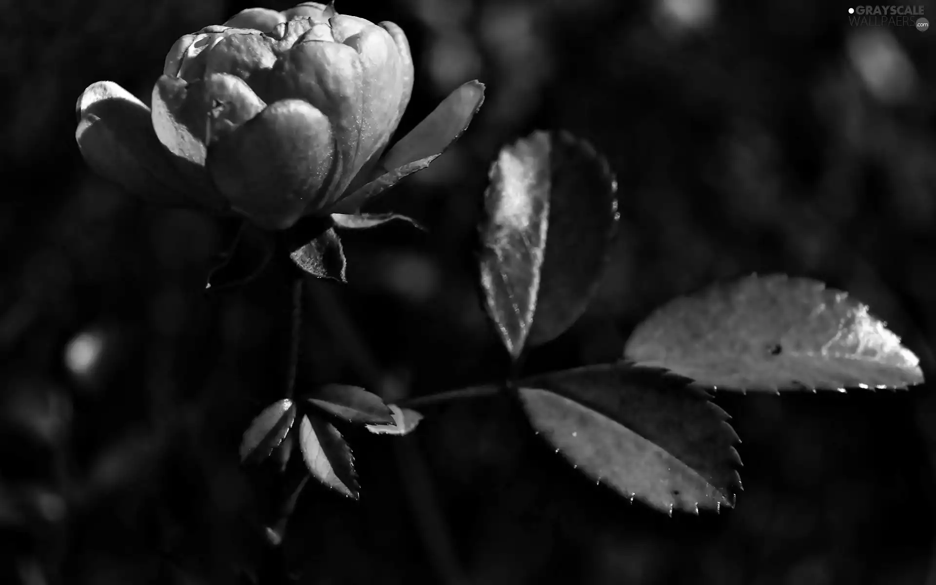 Pink, camellia, leaves, Colourfull Flowers