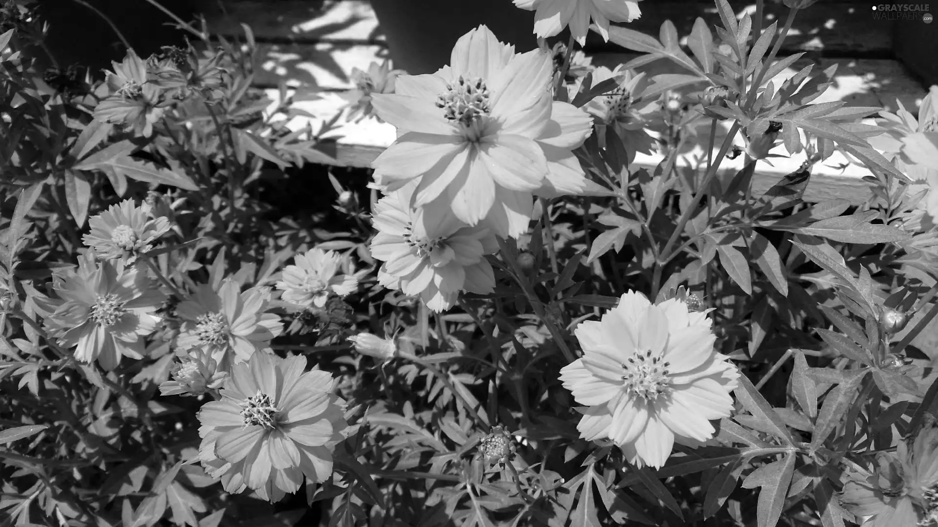 leaves, Flowers, Cosmos