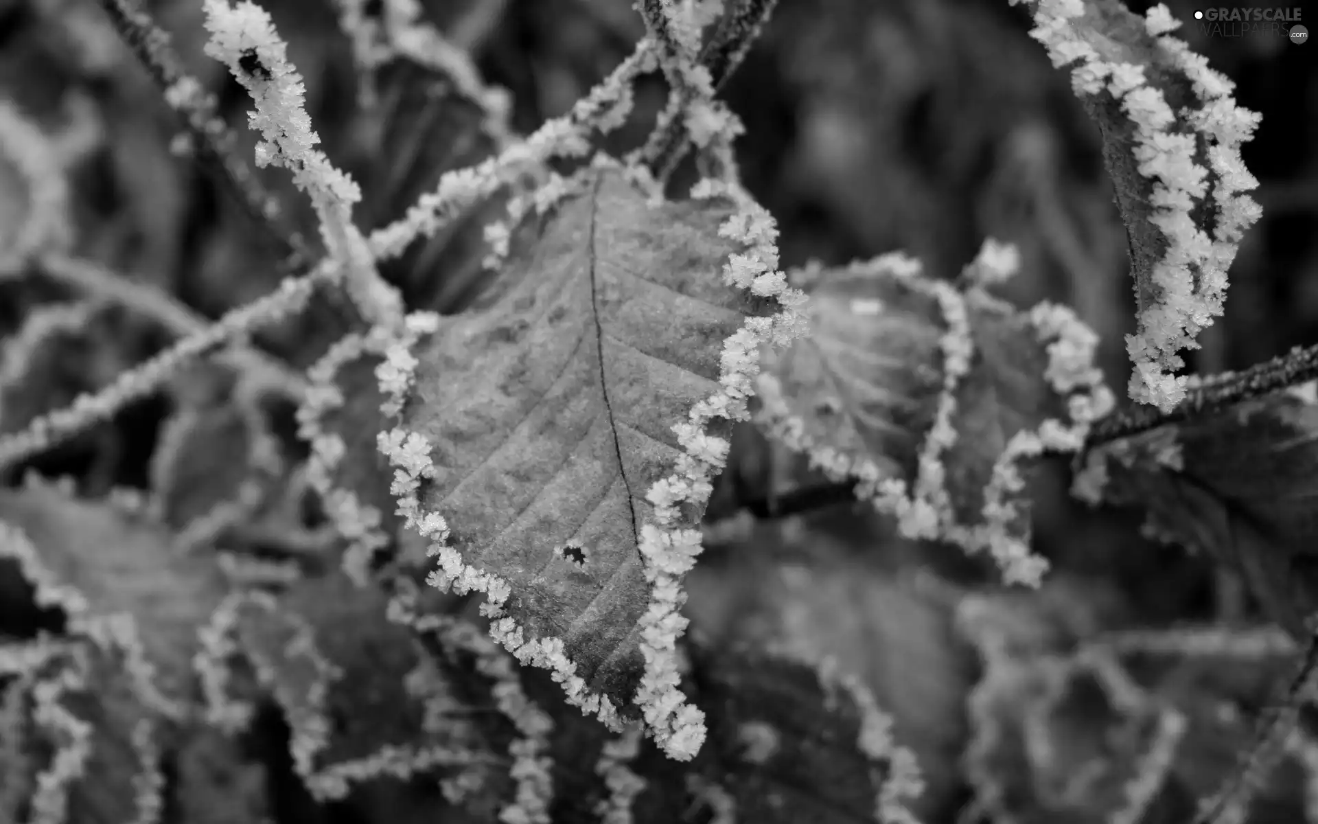 Leaves, frosty, edges