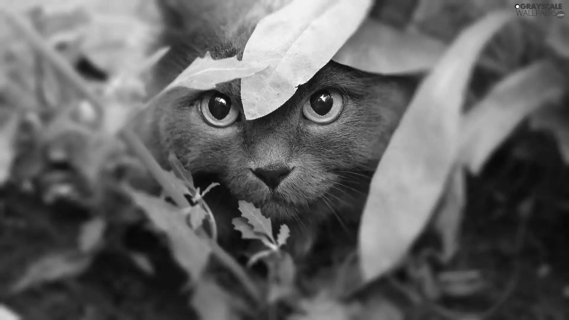 leaves, kitten, Eyes