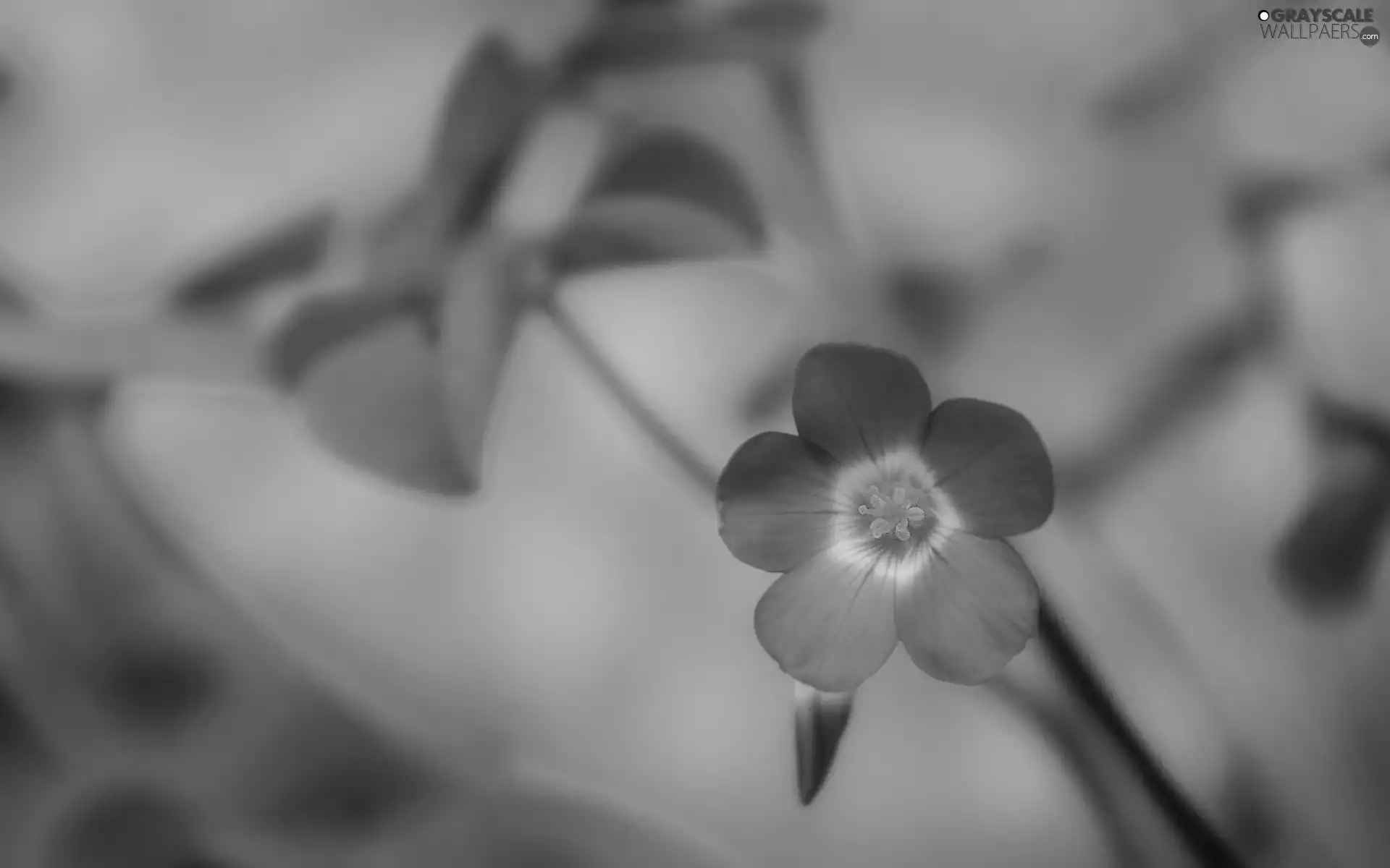 leaves, Pink, Flower