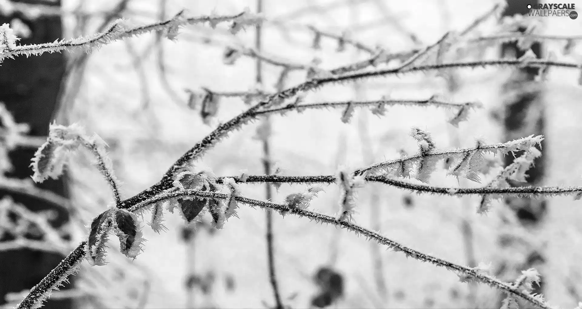 White frost, Twigs, leaves