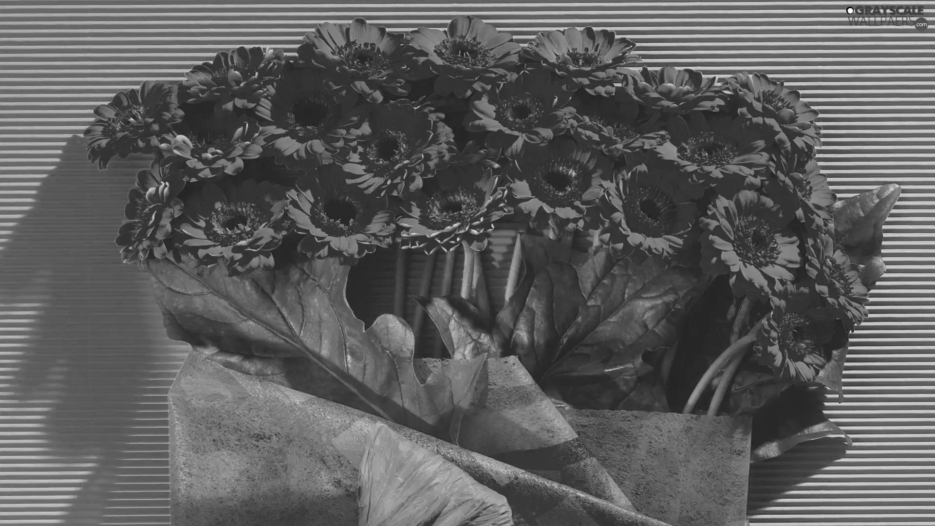leaves, Red, gerberas