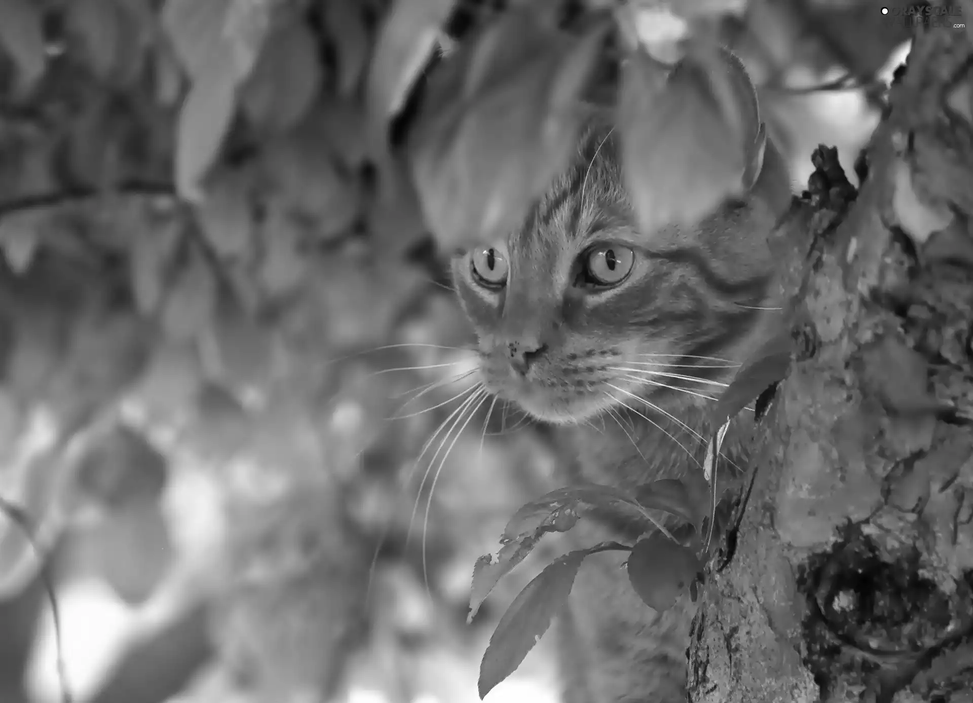 ginger, trees, leaves, cat