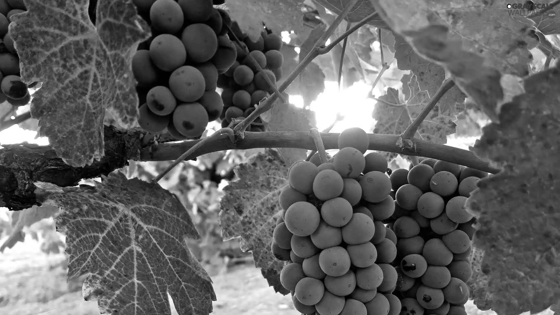 Grapes, leaves