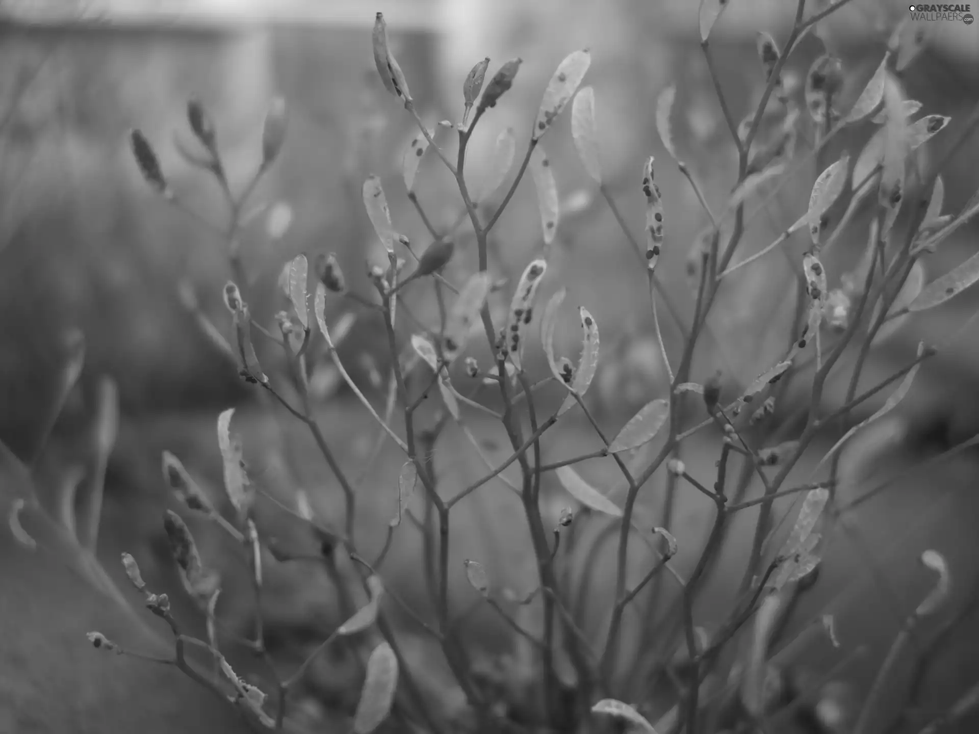 grass, White, leaves, change