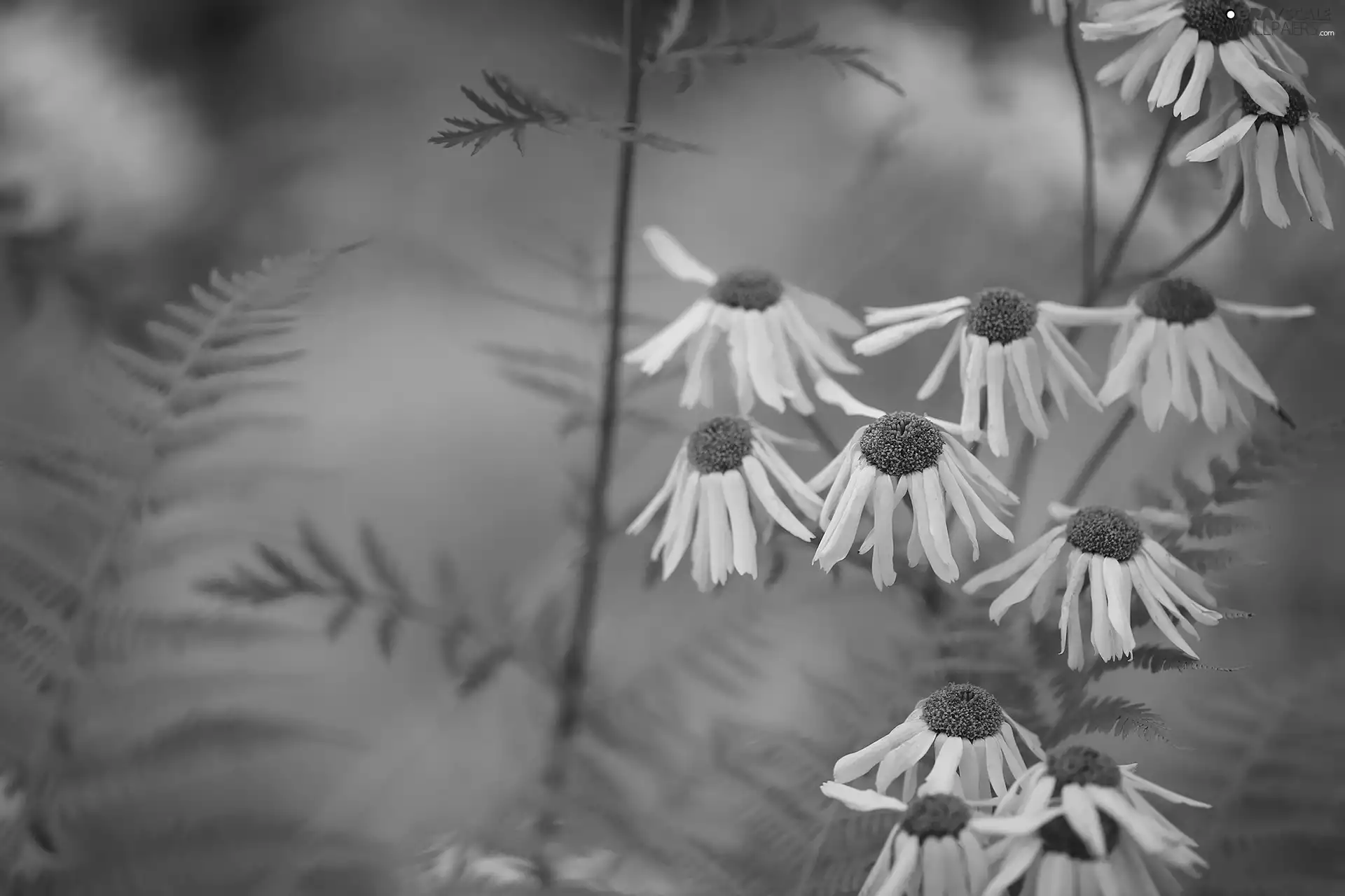 White, leaves, Green Background, Flowers