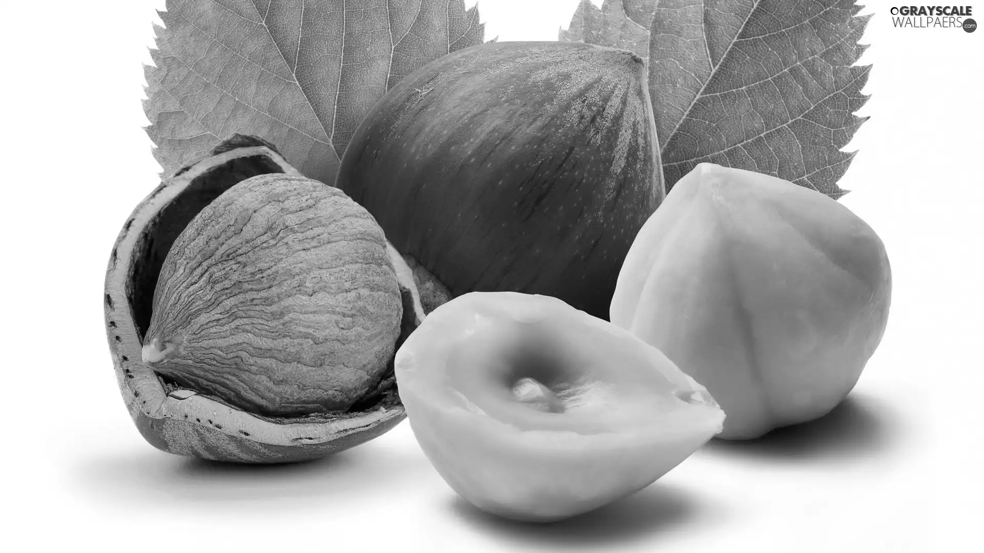 leaves, nuts, hazelnuts