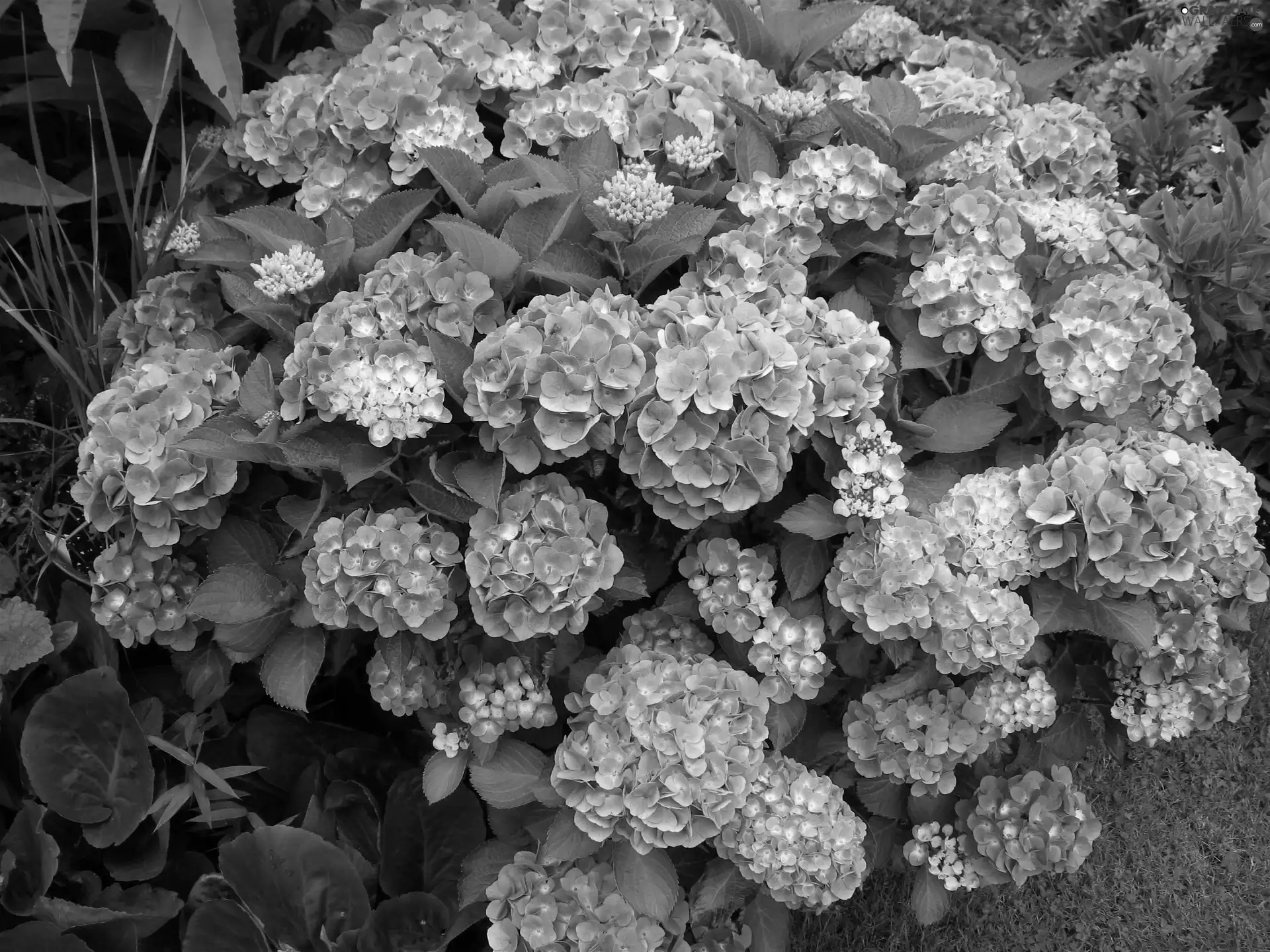 hydrangea, leaves