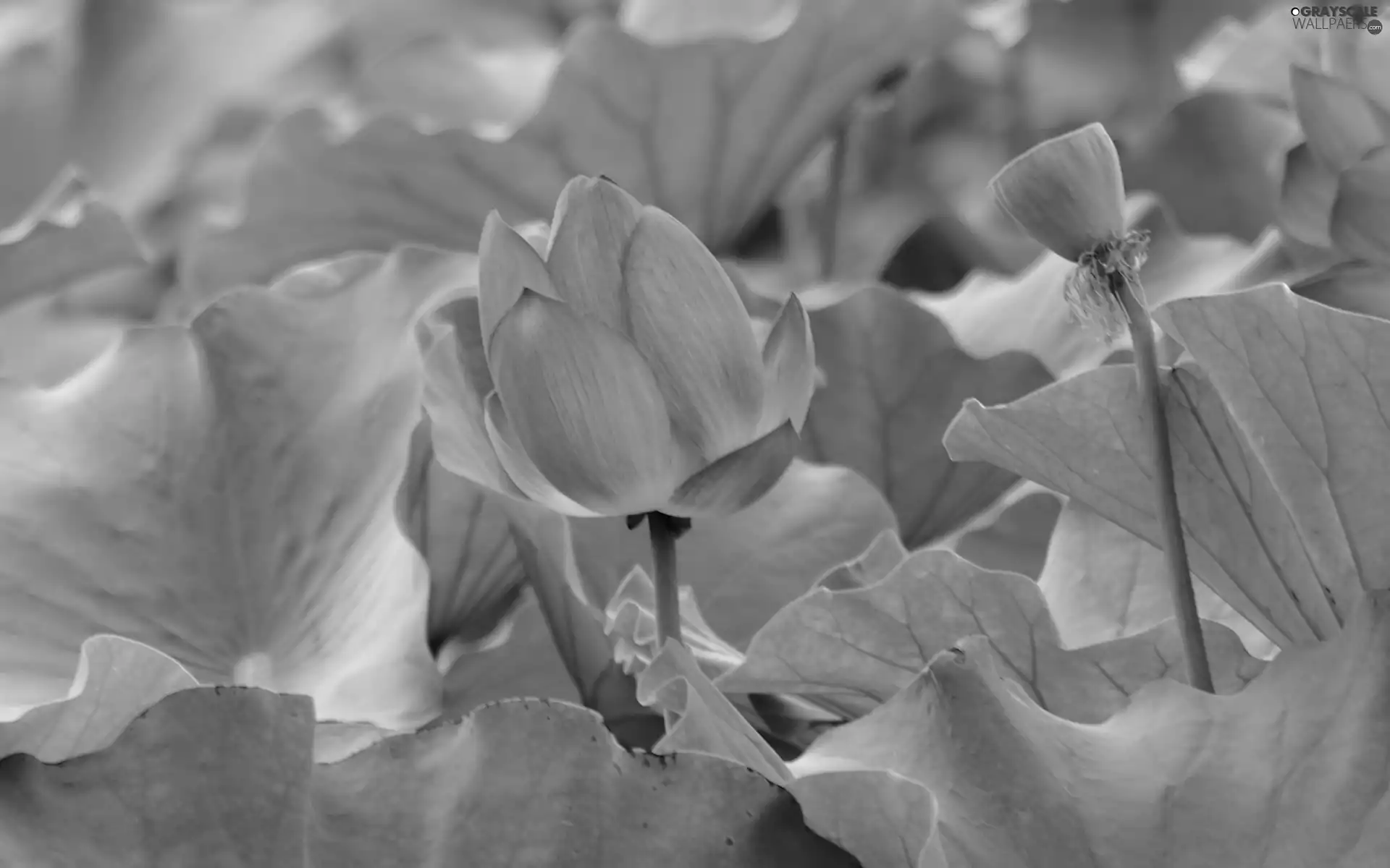 lotus, leaves