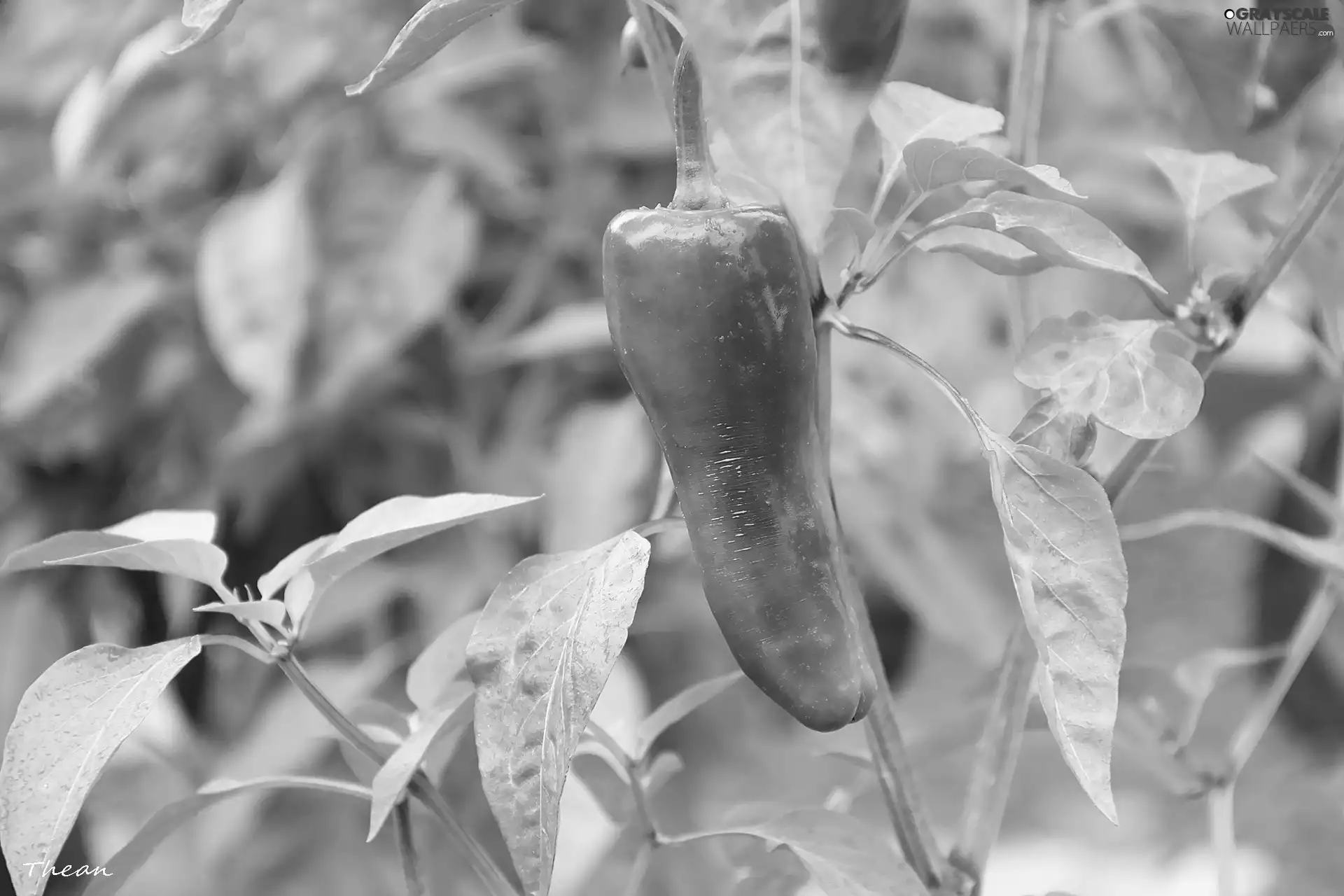 leaves, Green, pepper