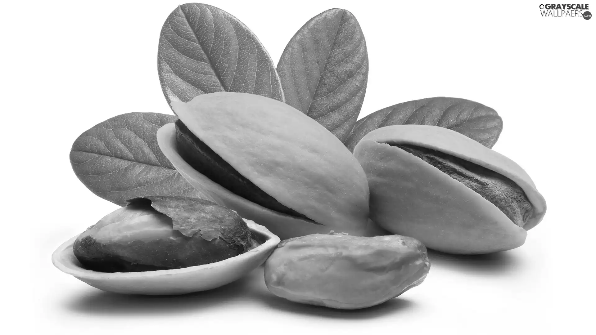 pistachios, leaves