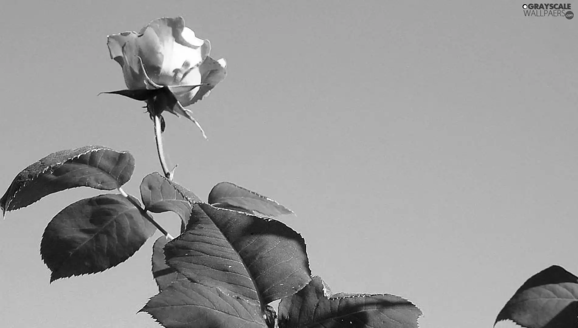 leaves, Pink, rose