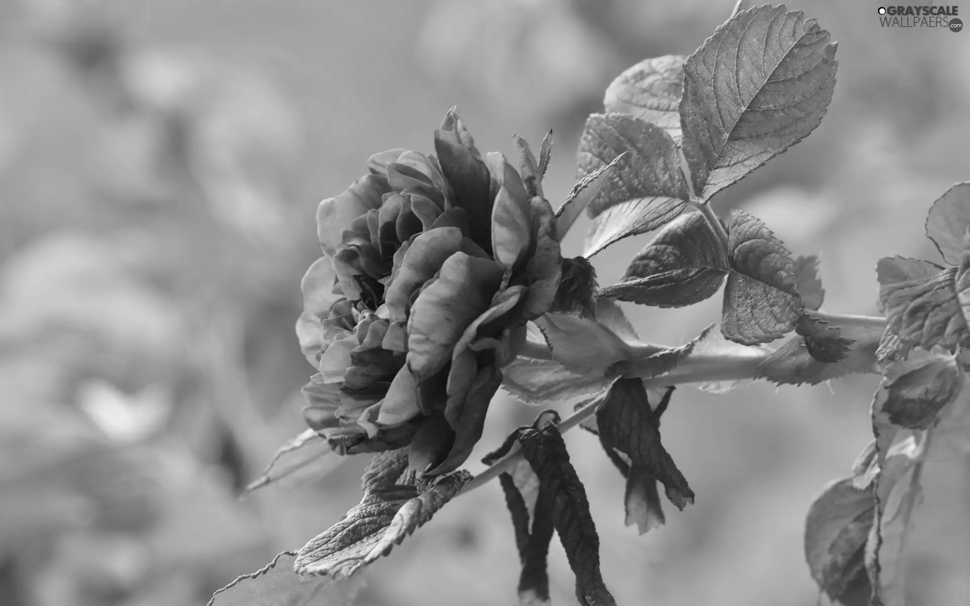 rose, leaves