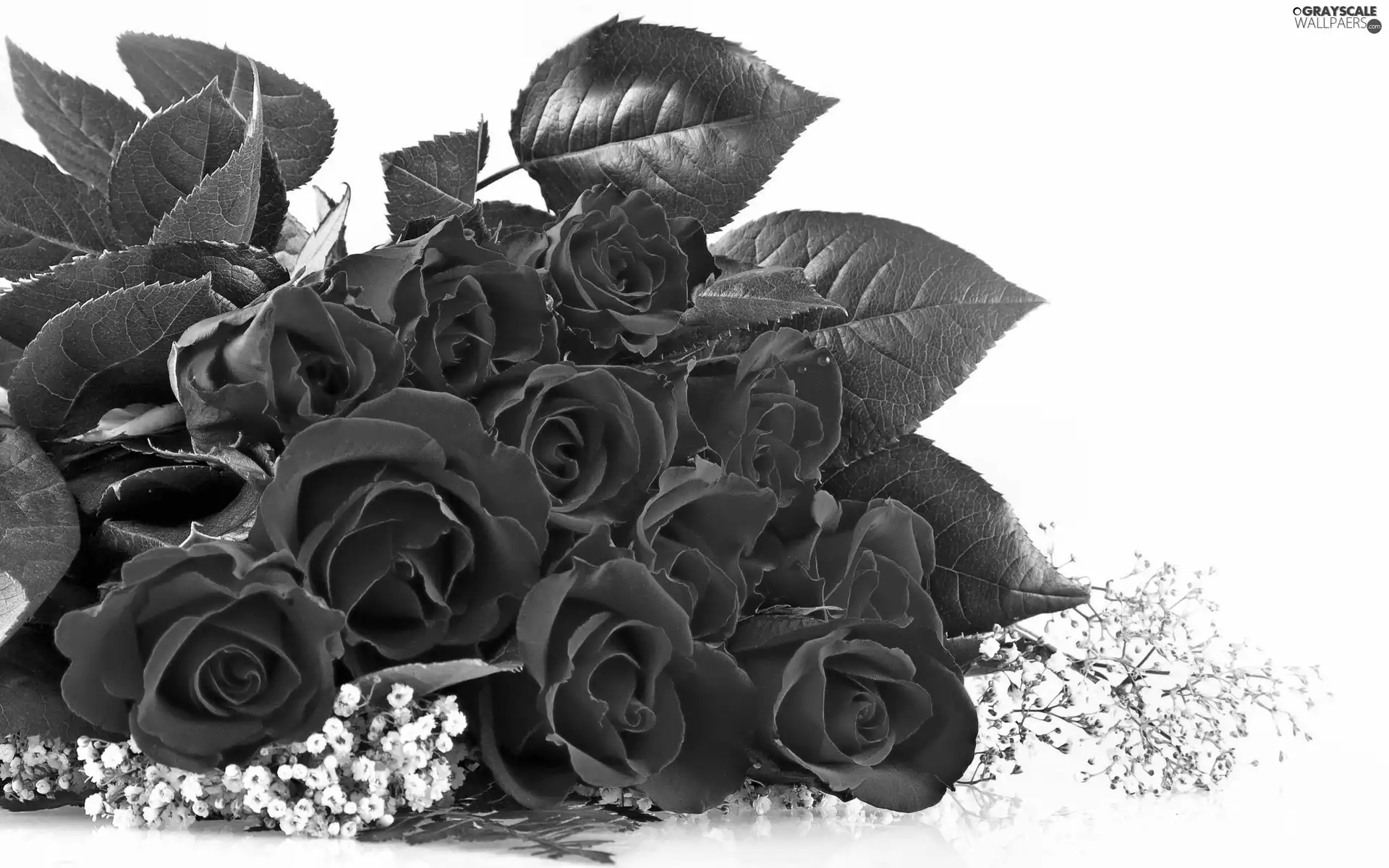 leaves, Red, roses