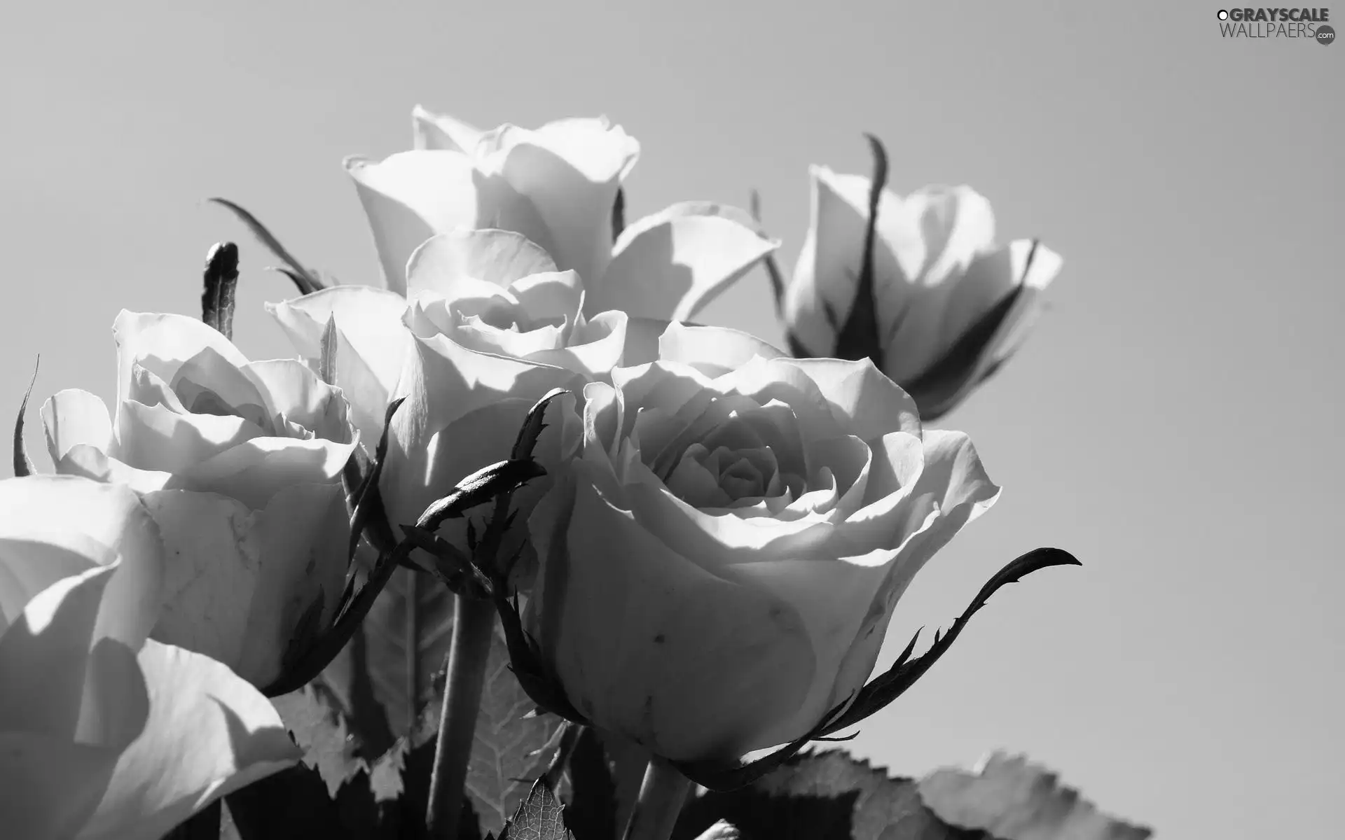 leaves, Yellow, roses