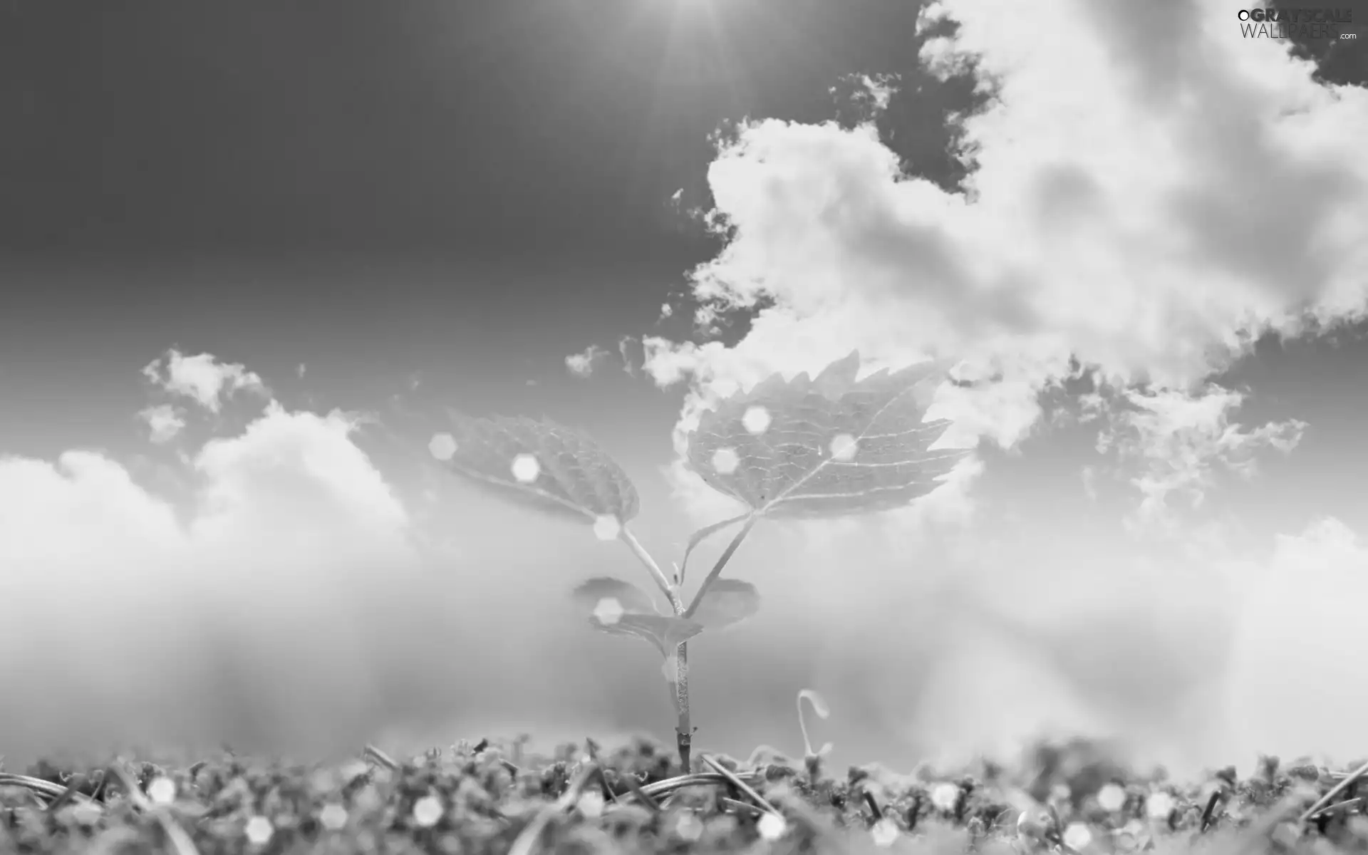 leaves, clouds, Sky