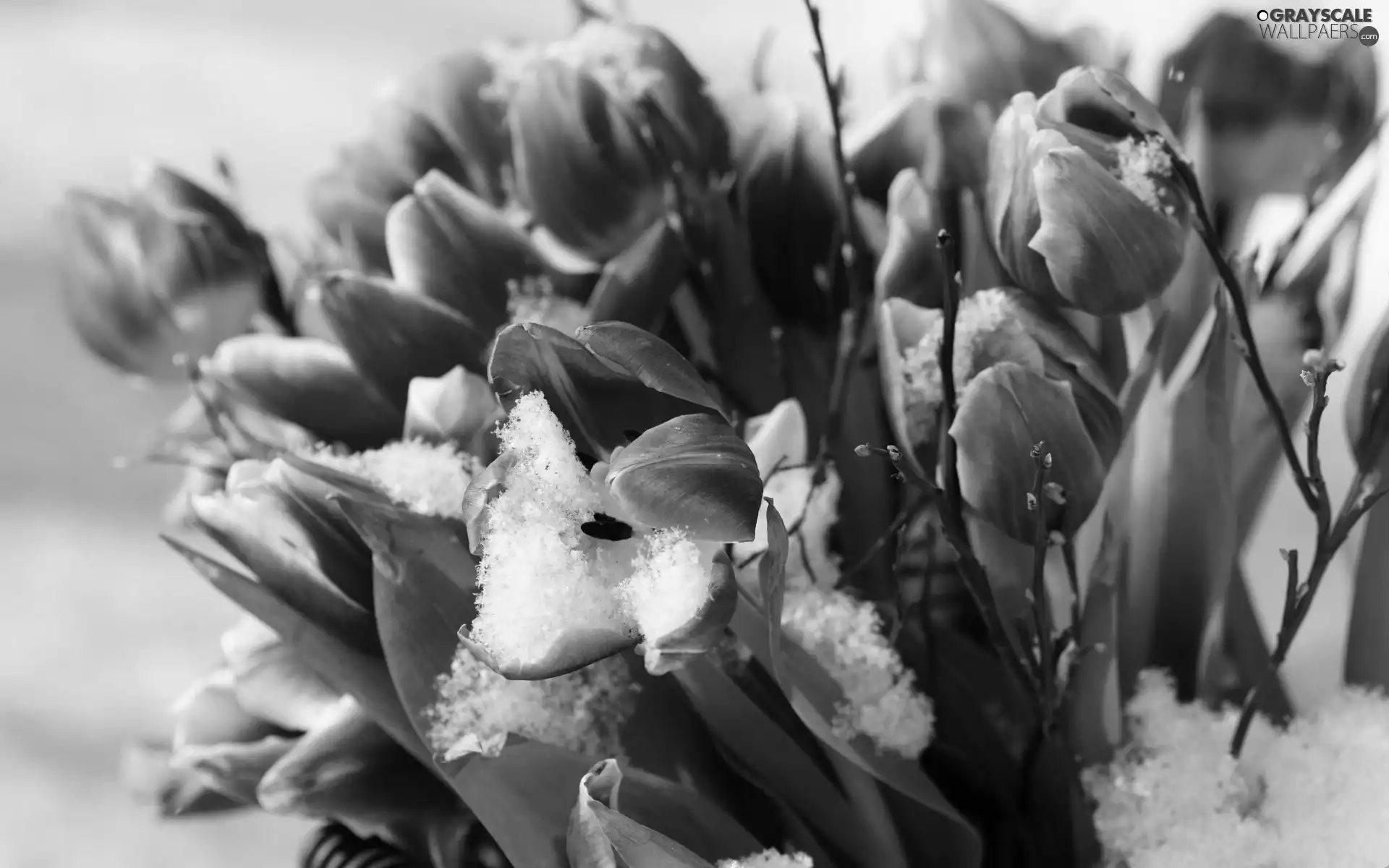 leaves, Tulips, snow
