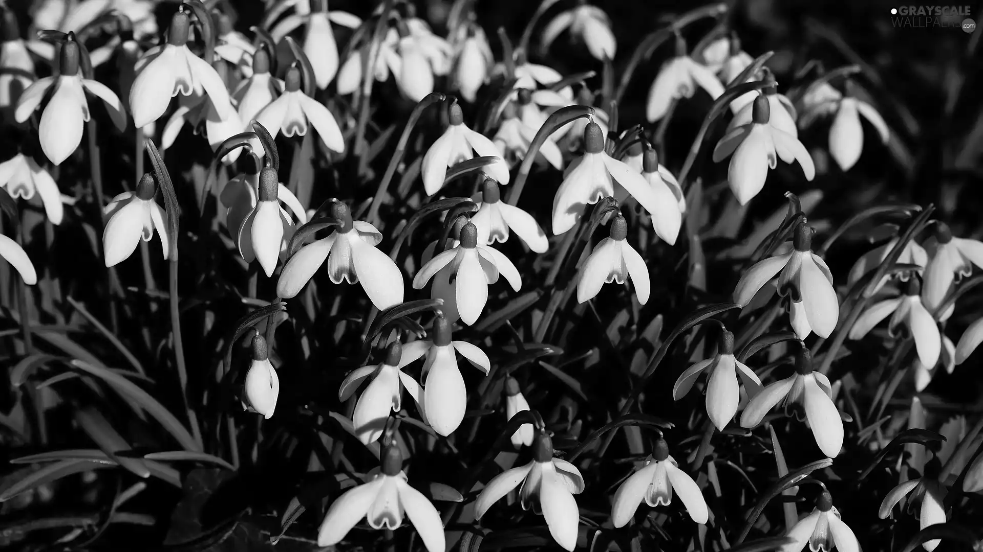 leaves, Flowers, snowdrops
