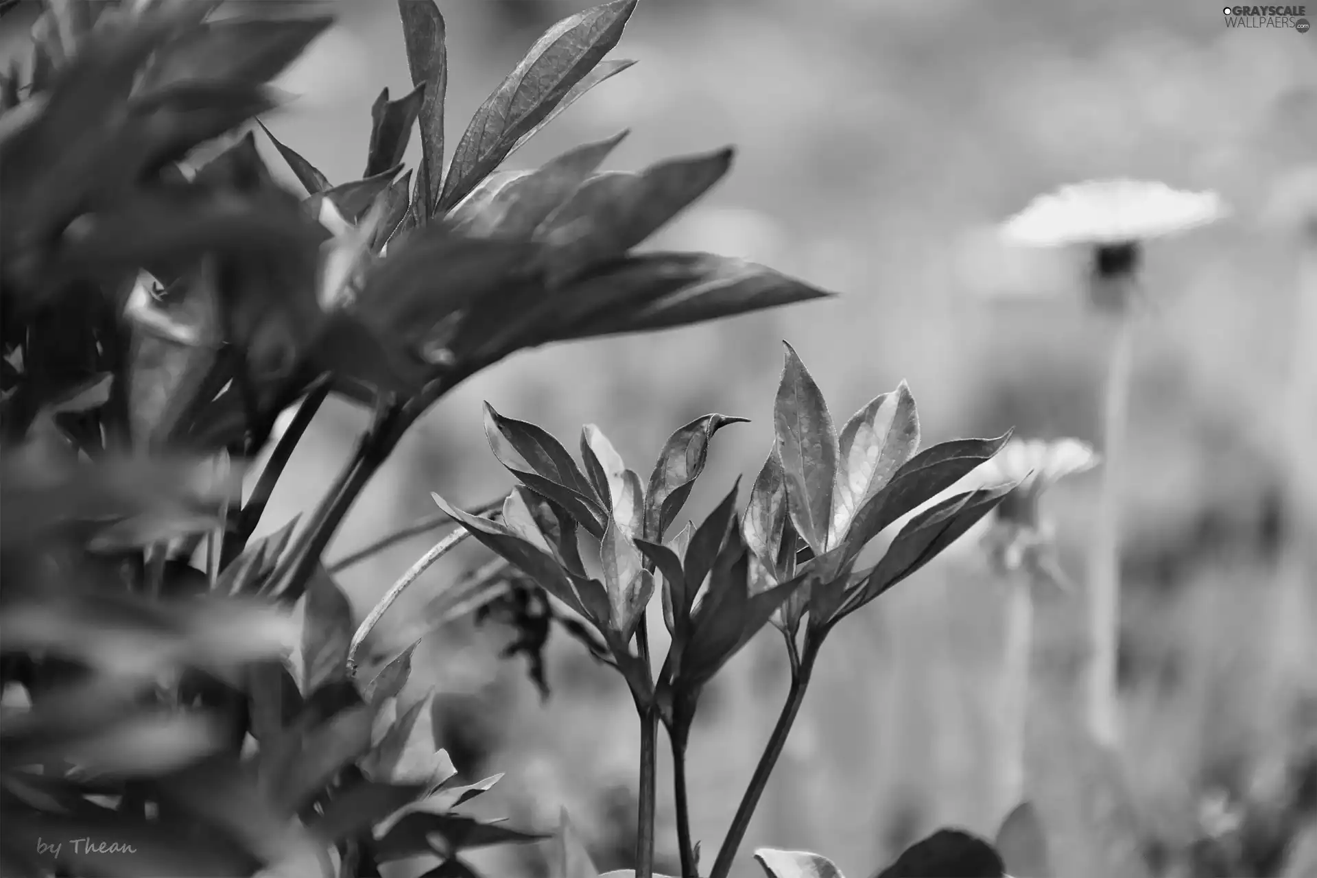 leaves, young, Spring