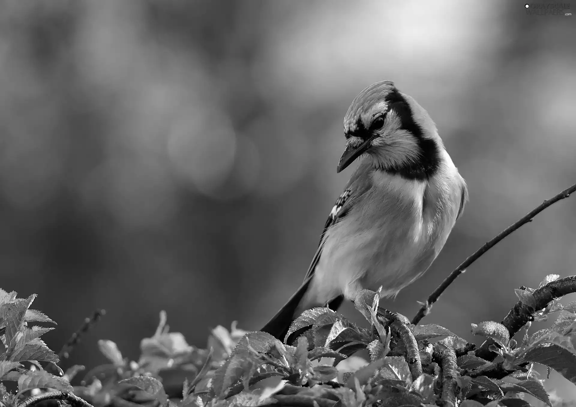 leaves, jay, twig