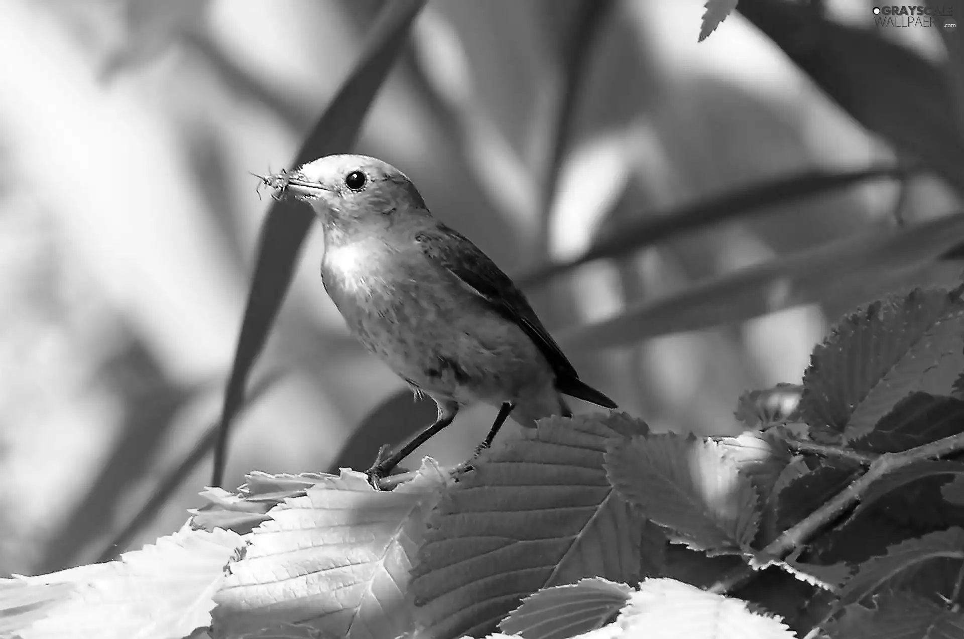 leaves, Bird, Twigs